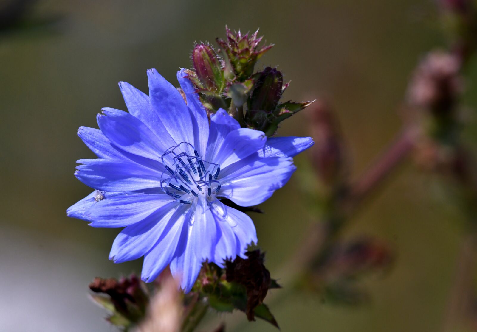 Nikon D500 sample photo. Chicory, flower, bloom photography