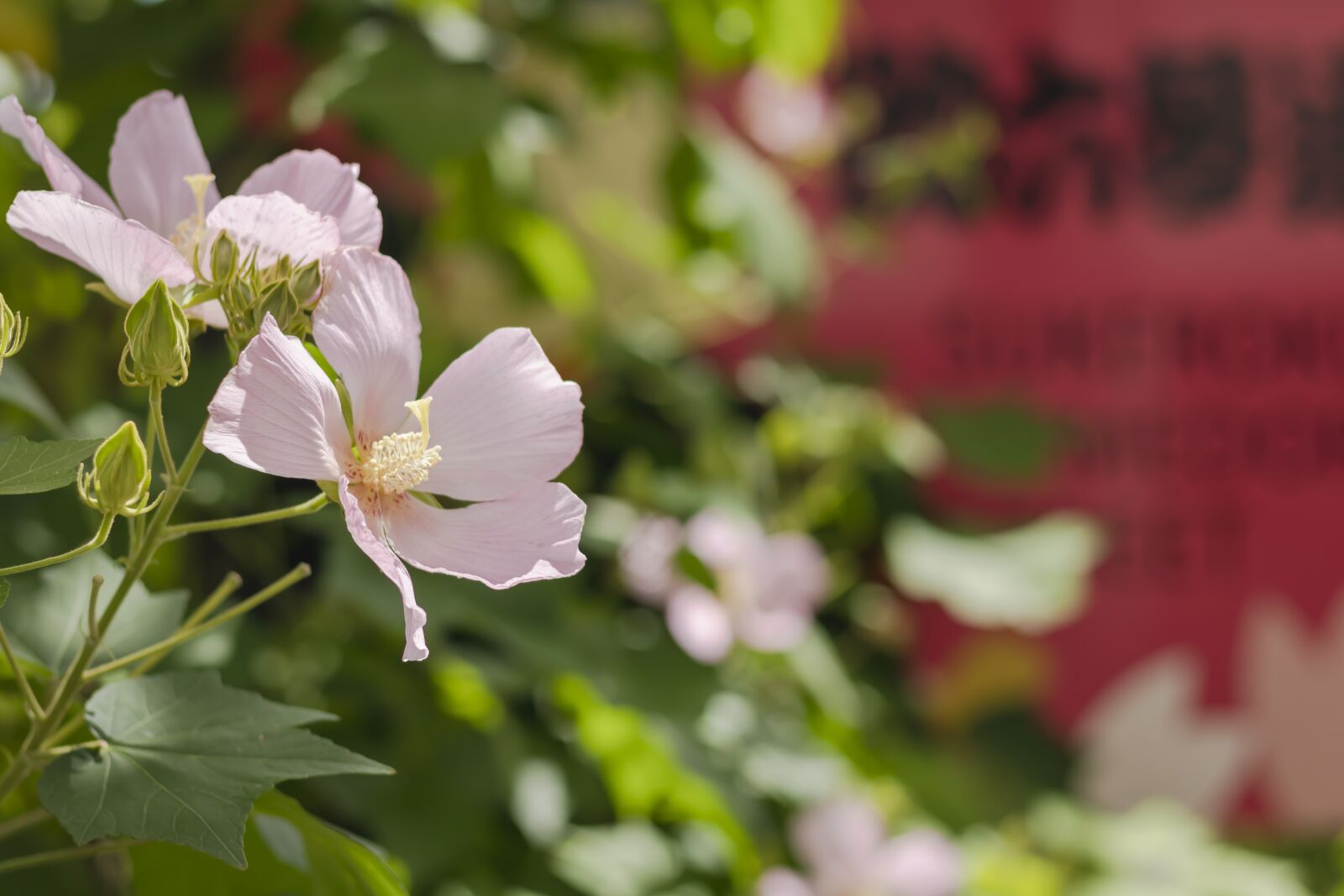 Canon EOS 80D + Canon EF 50mm F1.8 STM sample photo. In the early summer photography