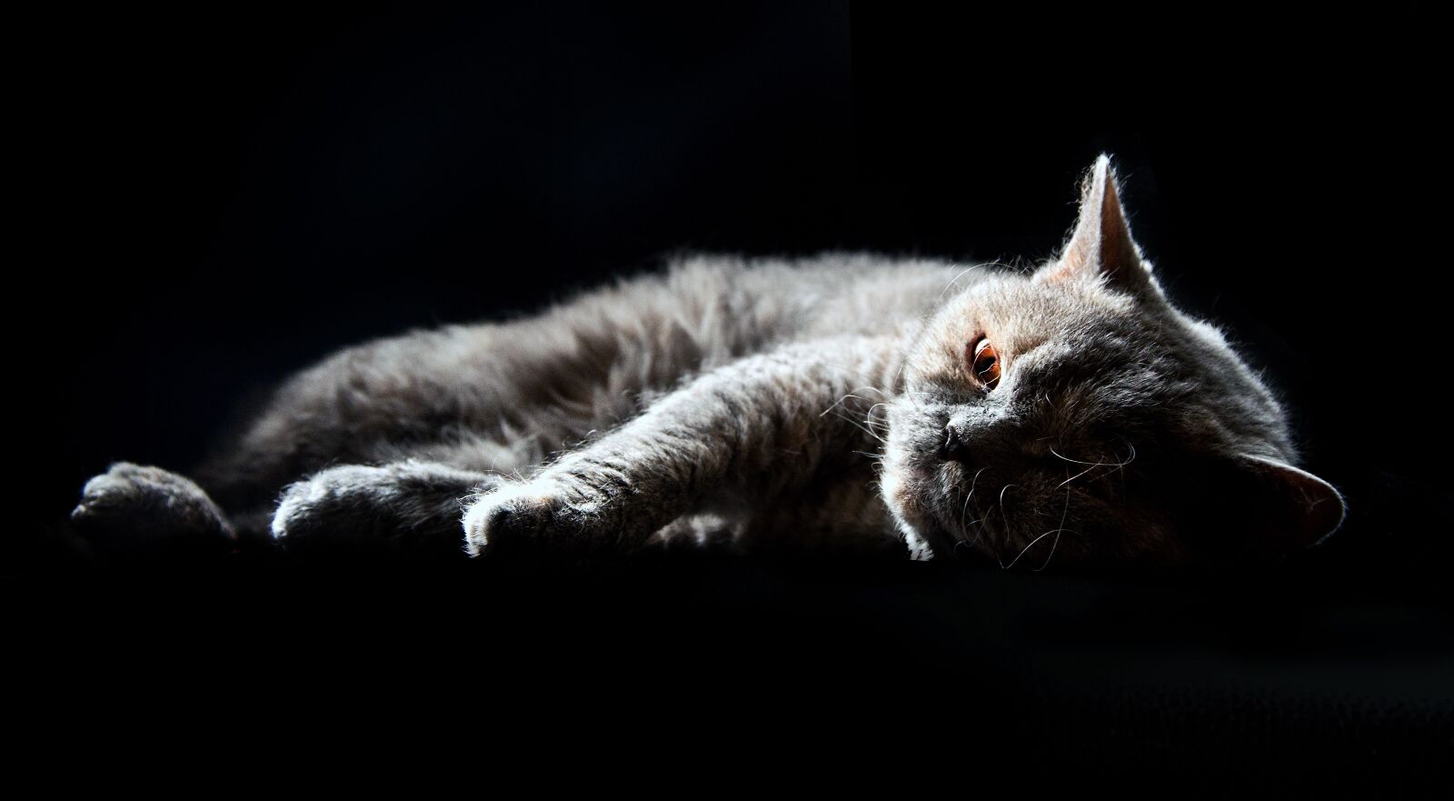 Nikon D90 sample photo. Cat, selkirk rex, british photography