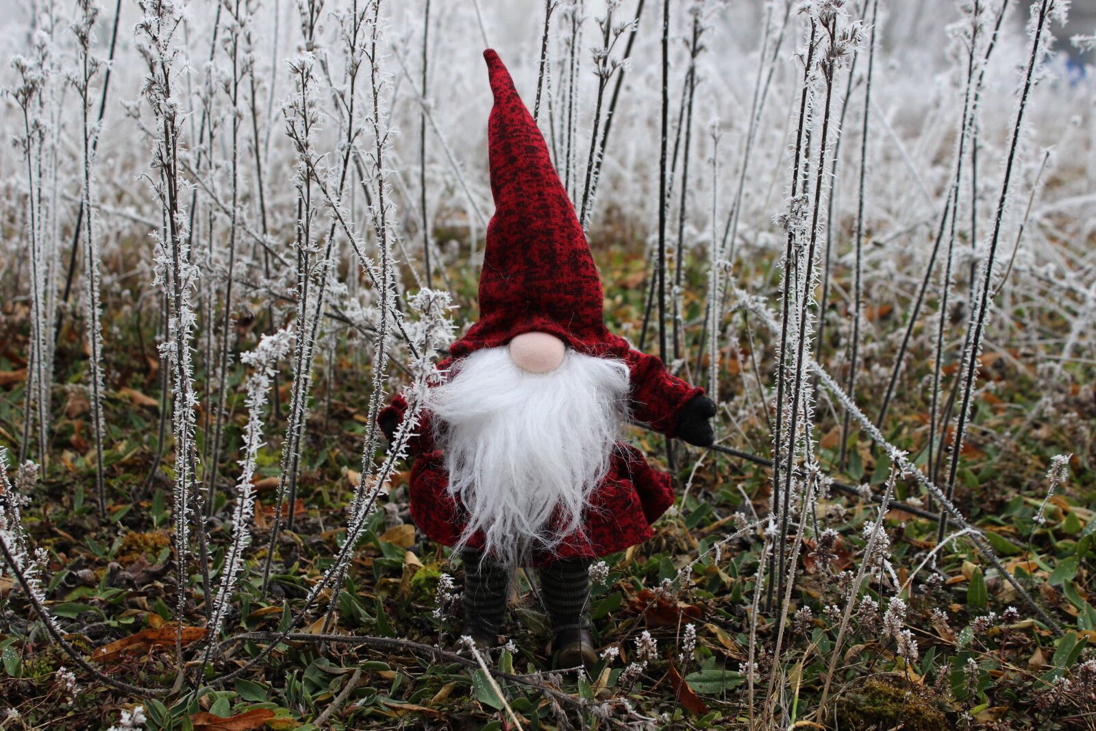 Canon EOS 600D (Rebel EOS T3i / EOS Kiss X5) sample photo. Imp, santa claus, dwarf photography
