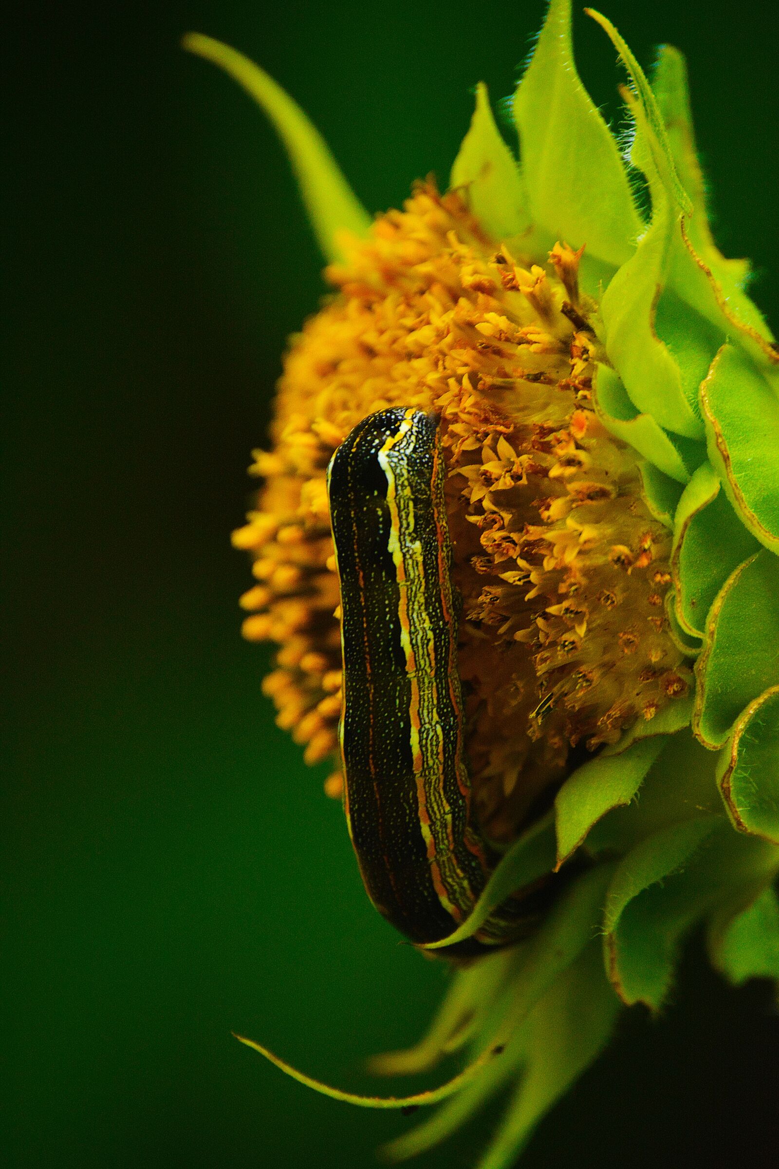 Nikon D5200 sample photo. Worm, insect, flower photography
