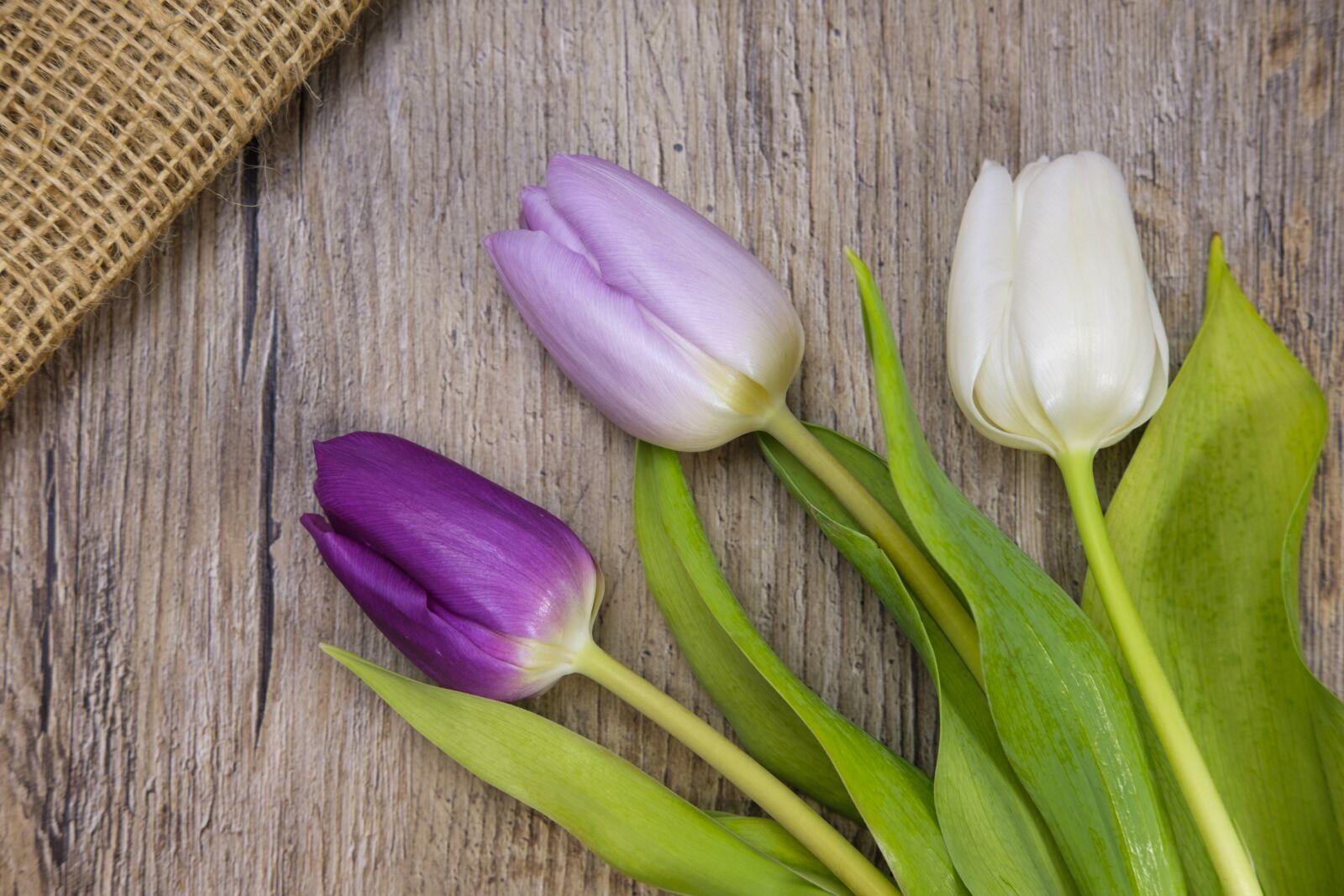 Fujifilm X-T2 + Fujifilm XF 35mm F2 R WR sample photo. Tulips, flowers, spring photography