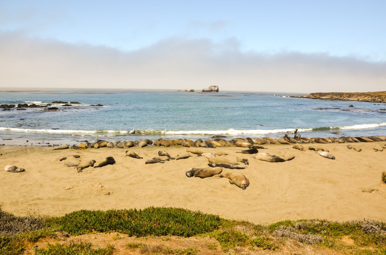 Nikon D5100 sample photo. Piedras blancas, california, highway 1 photography