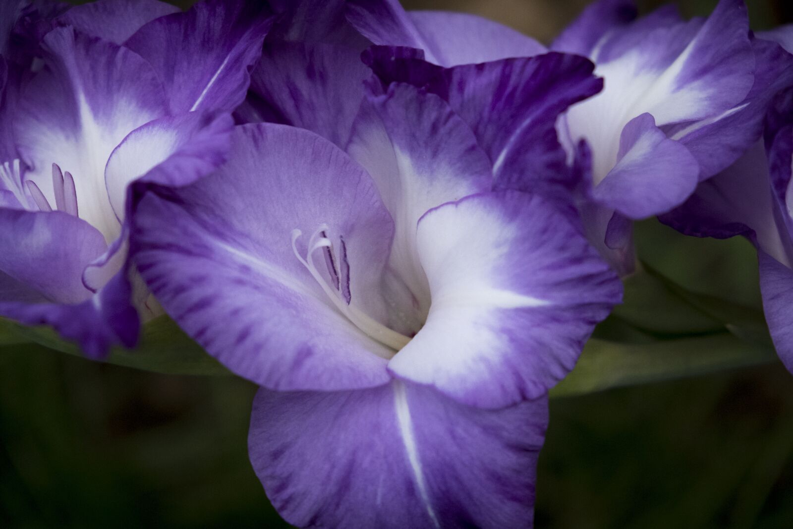 Fujifilm XF 18-55mm F2.8-4 R LM OIS sample photo. Flower, blossom, bloom photography