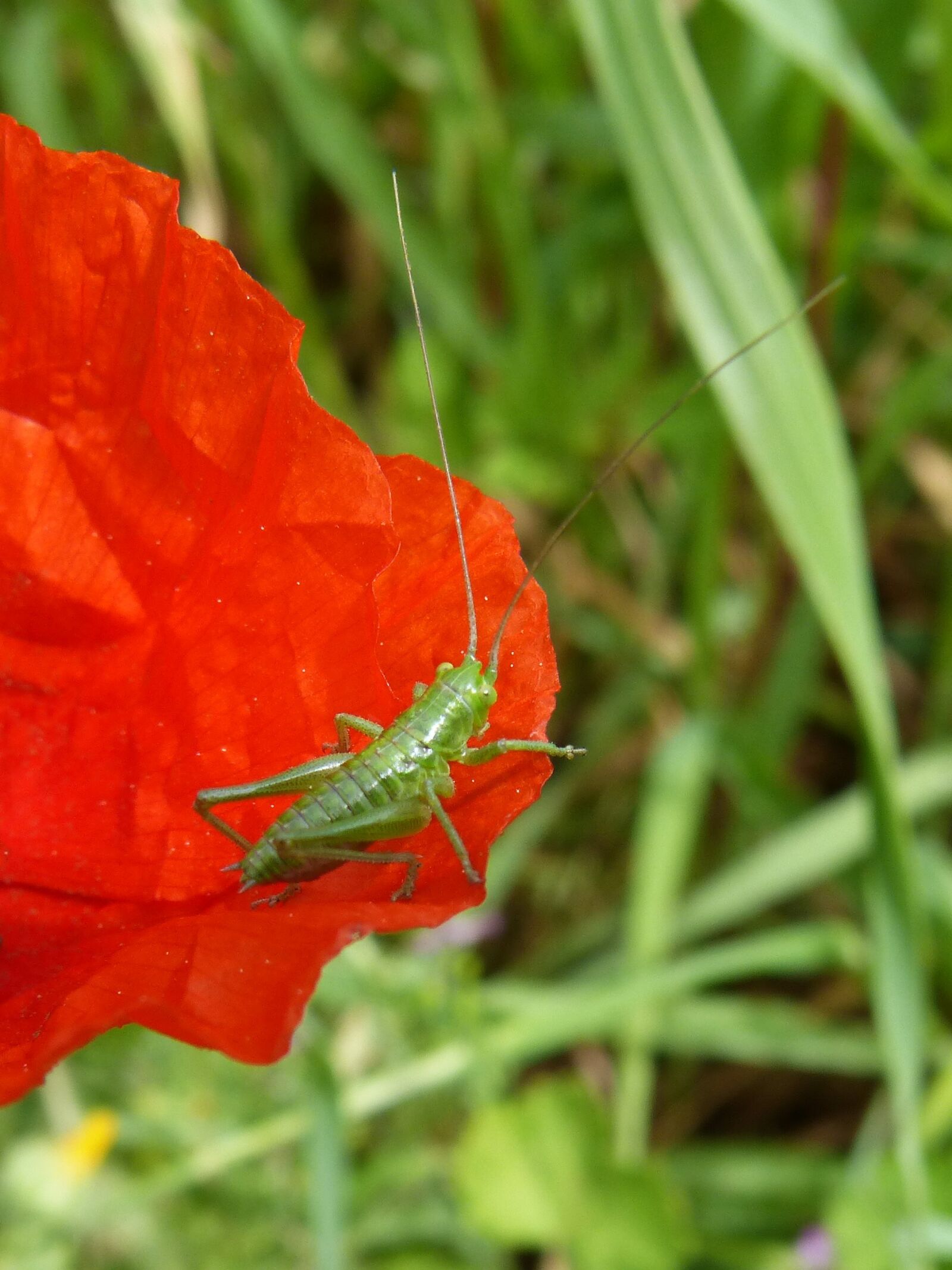 Panasonic DMC-FZ62 sample photo. Grasshopper, green grasshopper, insect photography