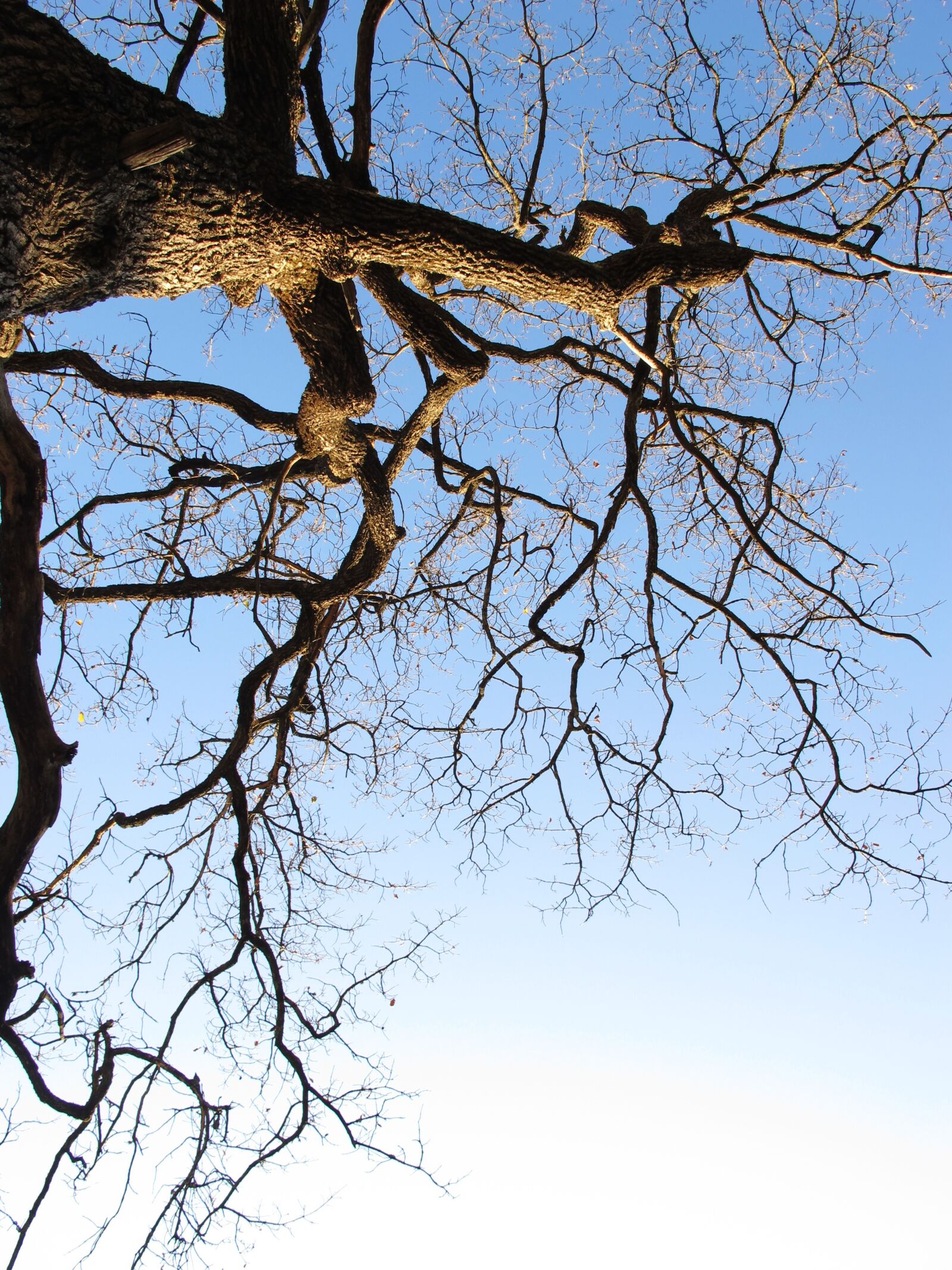 Canon PowerShot G12 sample photo. Tree, sky, nature photography