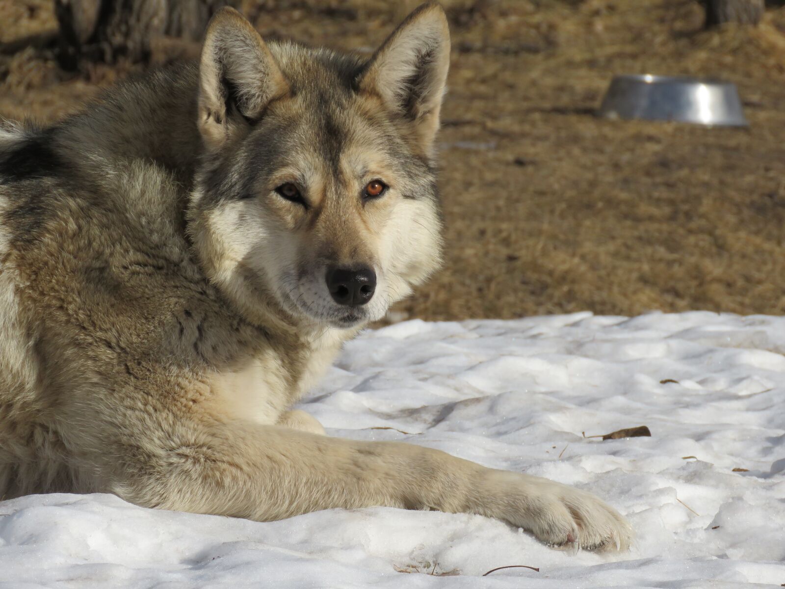 Canon PowerShot SX60 HS sample photo. Wolfdog, wolf, dog photography