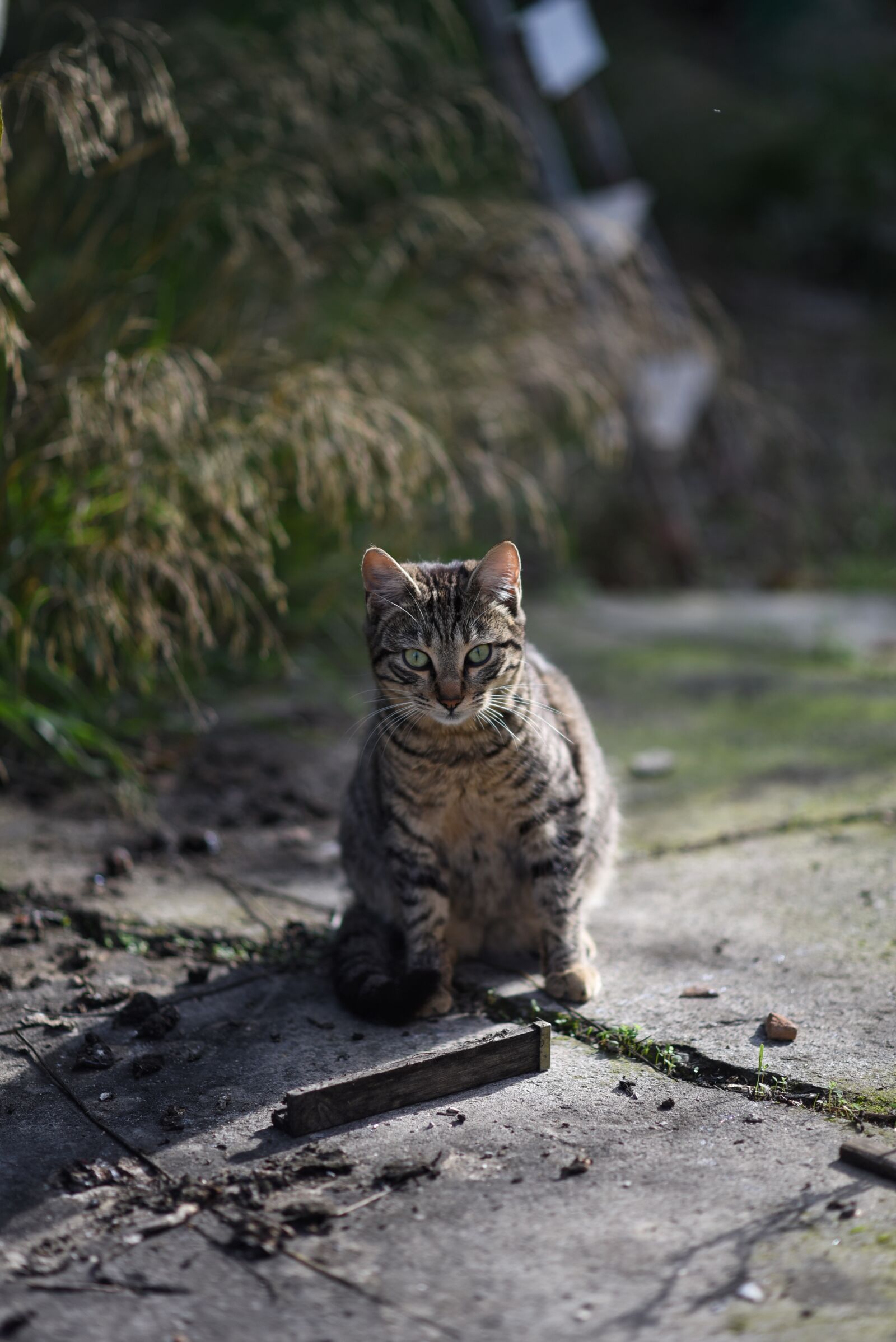 Nikon D750 sample photo
