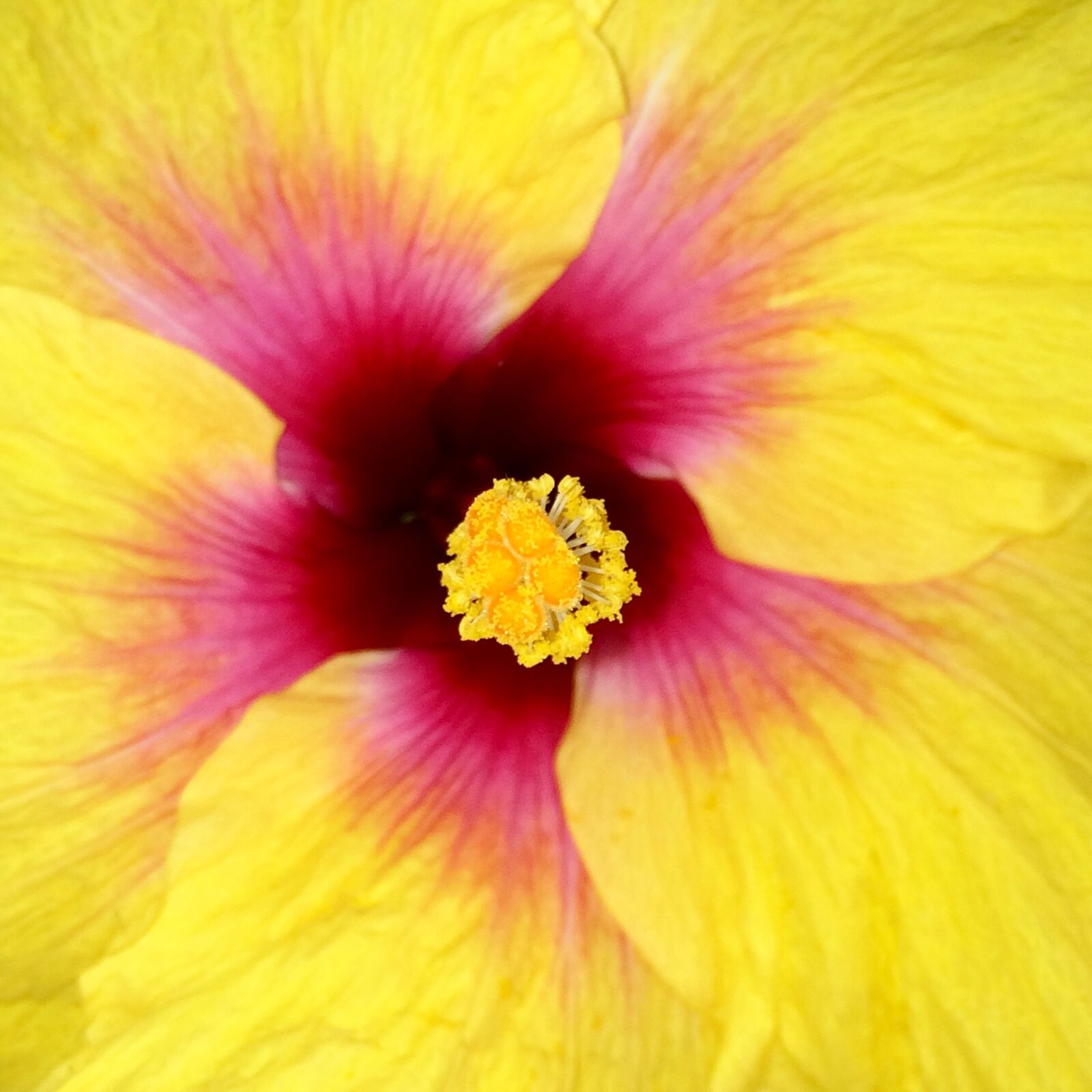 iPhone 5s back camera 4.15mm f/2.2 sample photo. Macro, tropical flower, flower photography