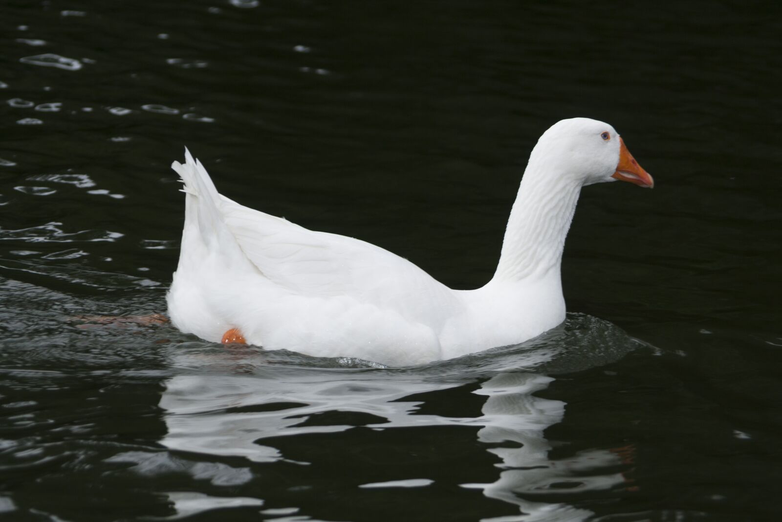 Canon EOS 350D (EOS Digital Rebel XT / EOS Kiss Digital N) sample photo. Duck, ave, pond photography