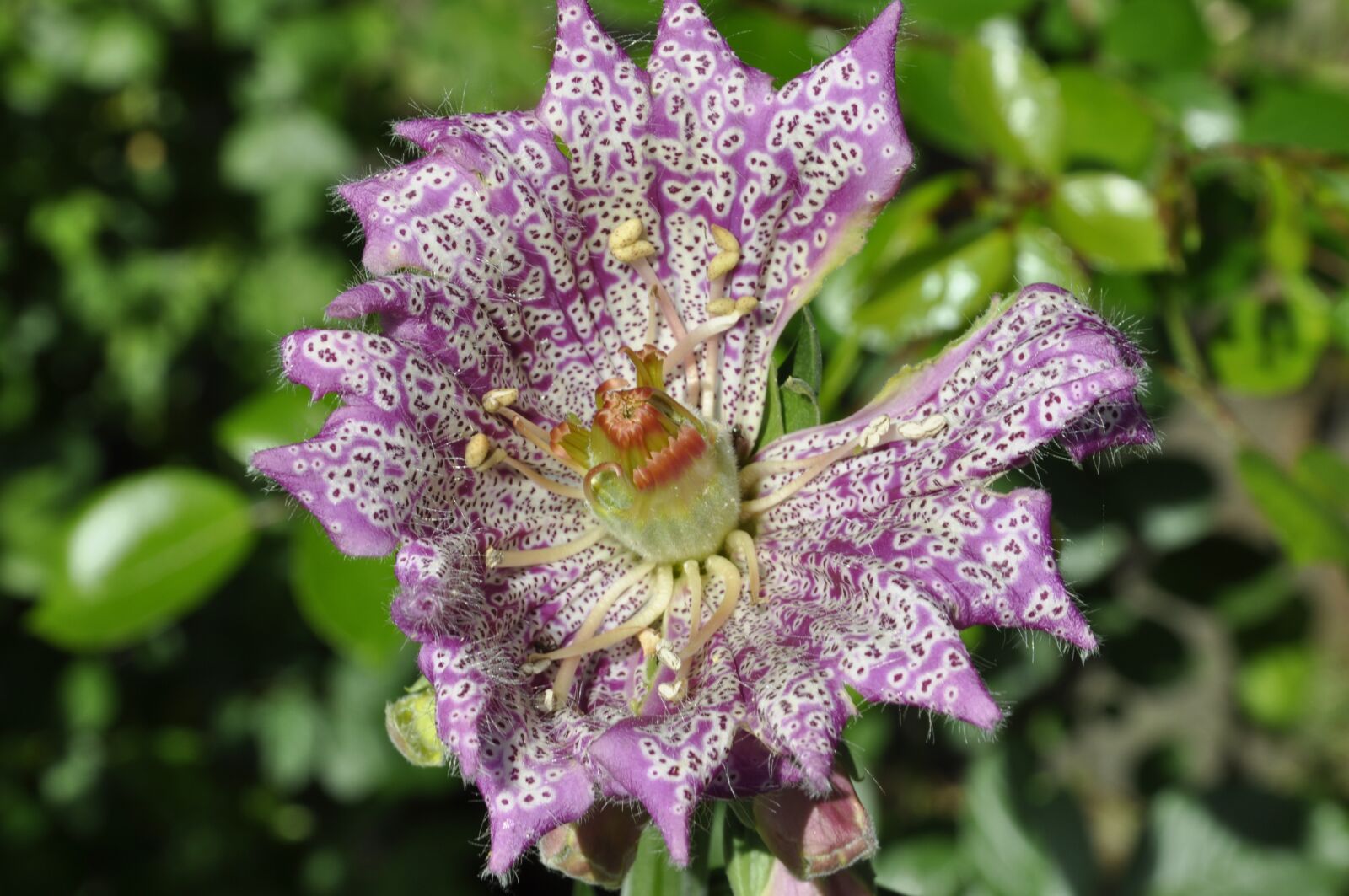 Nikon D90 sample photo. Thimble, flower, nature photography