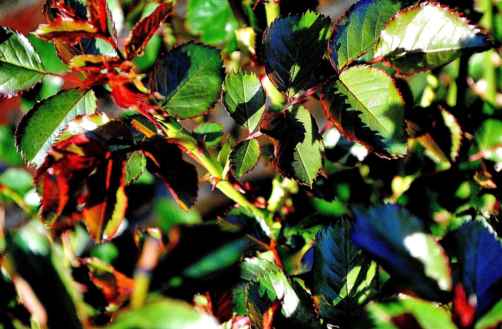Nikon D3000 sample photo. Thorns, branches, section photography