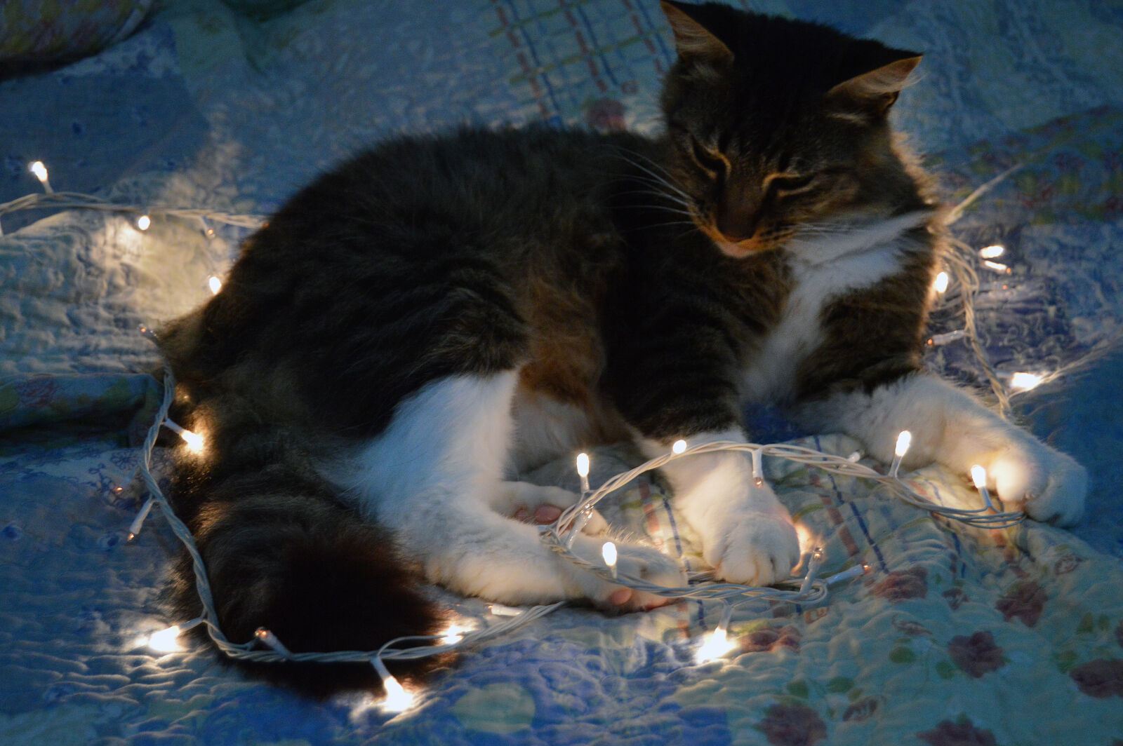 Nikon D3200 sample photo