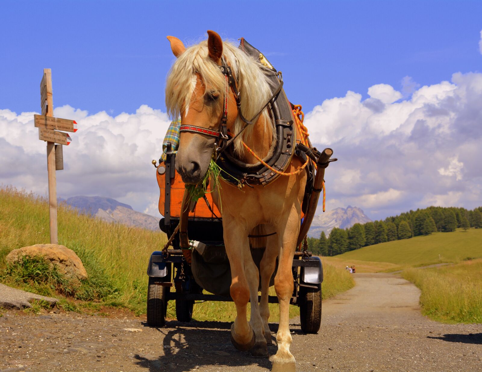 Nikon D7100 sample photo. Horse, calash, road photography