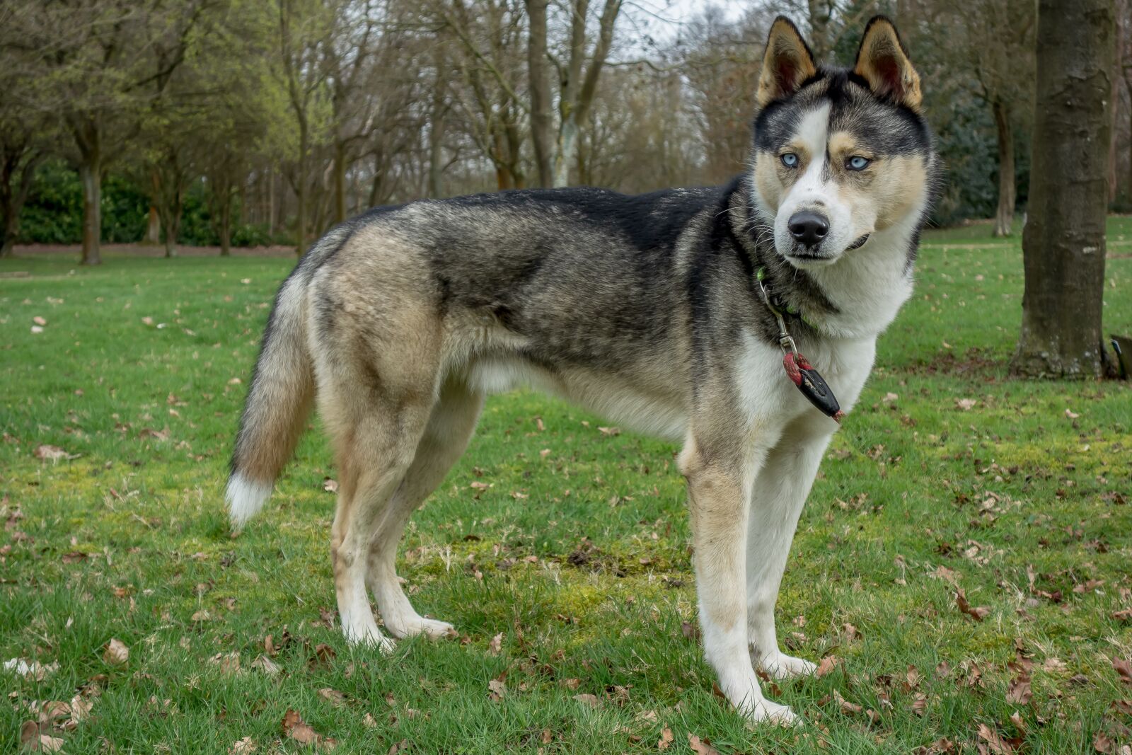 Sony Cyber-shot DSC-RX100 sample photo. Dog, animal, husky photography