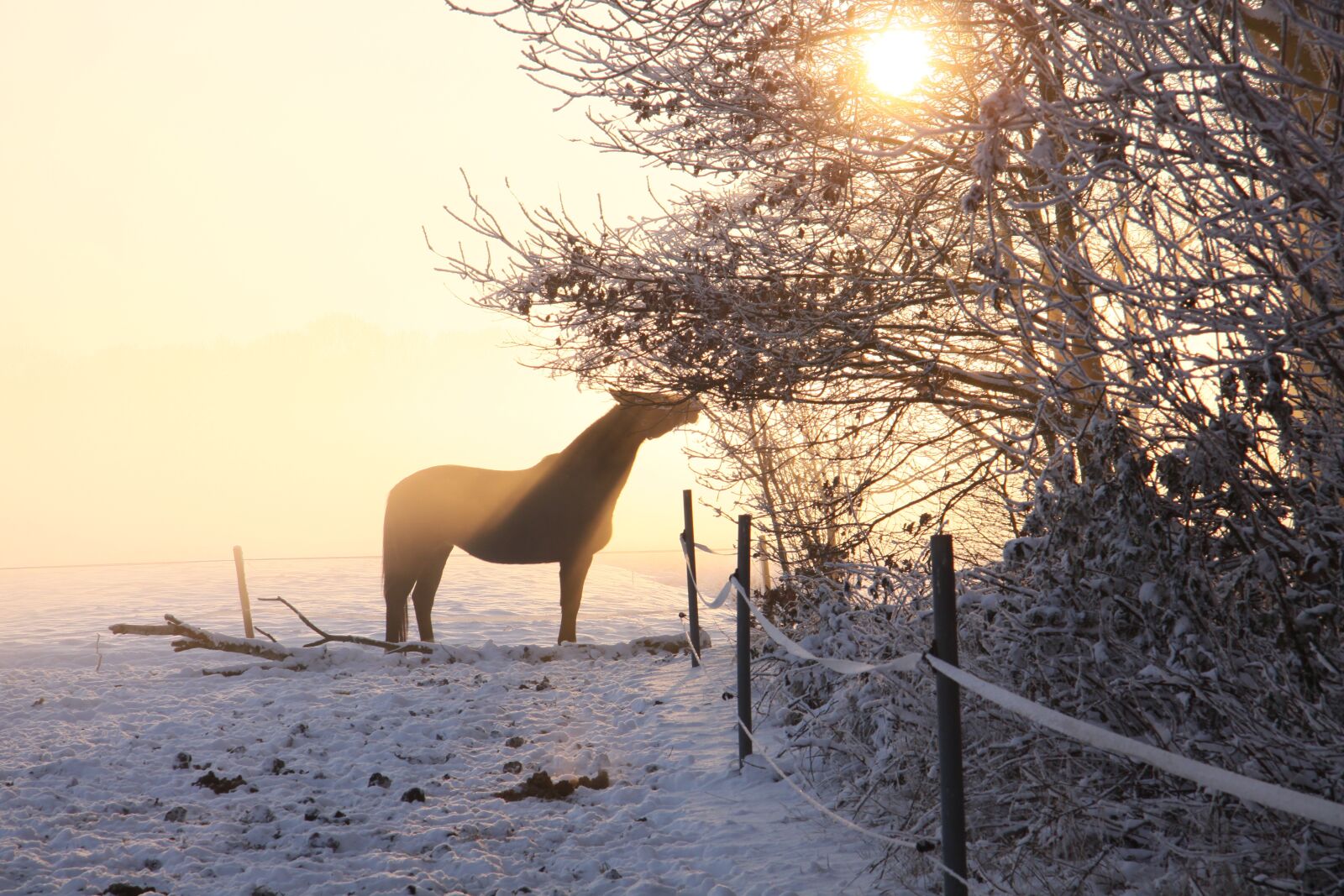 Canon EOS 50D sample photo. Horse, sun, ride photography