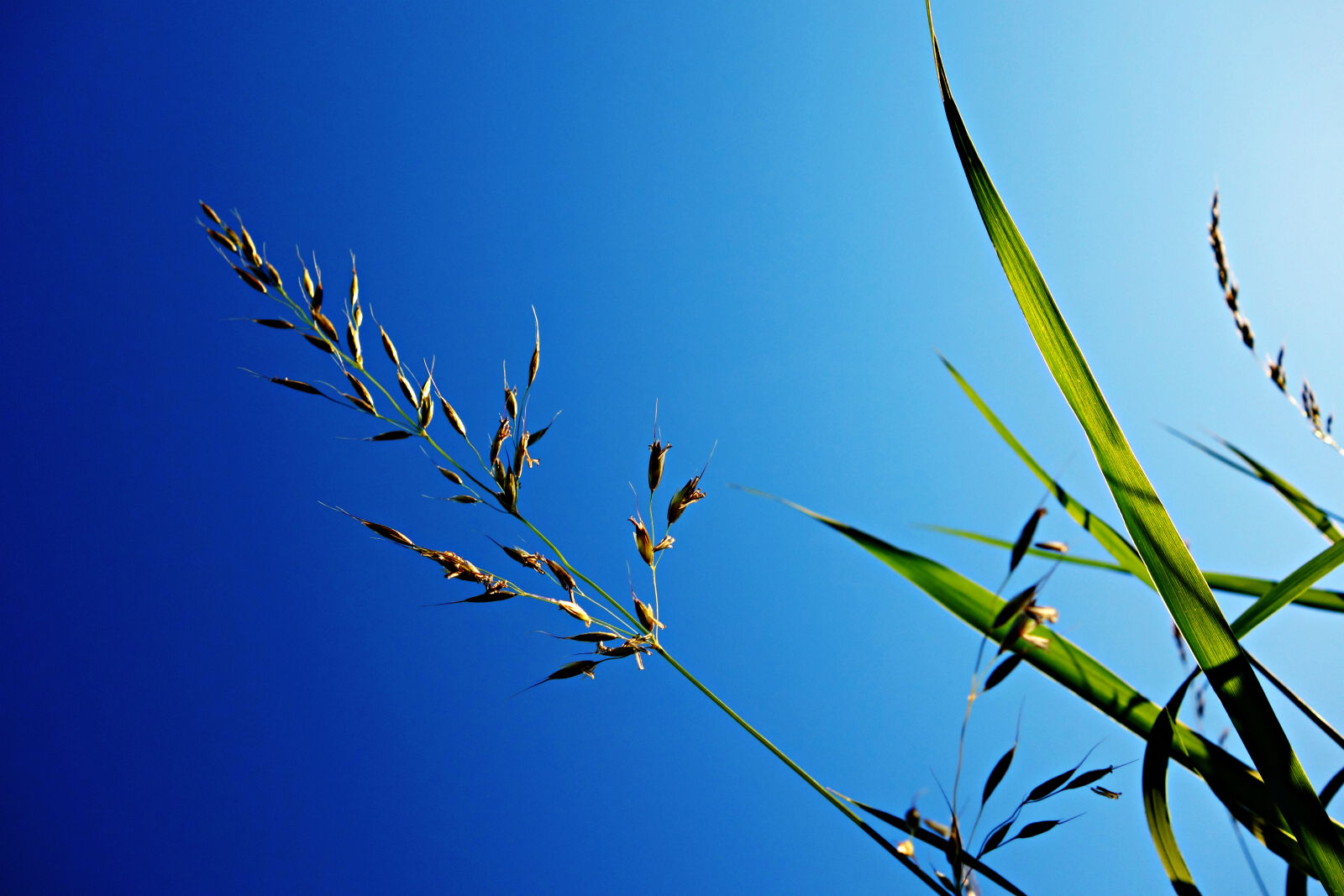 Sony Cyber-shot DSC-RX100 sample photo. Blade, blue, grass, grass photography