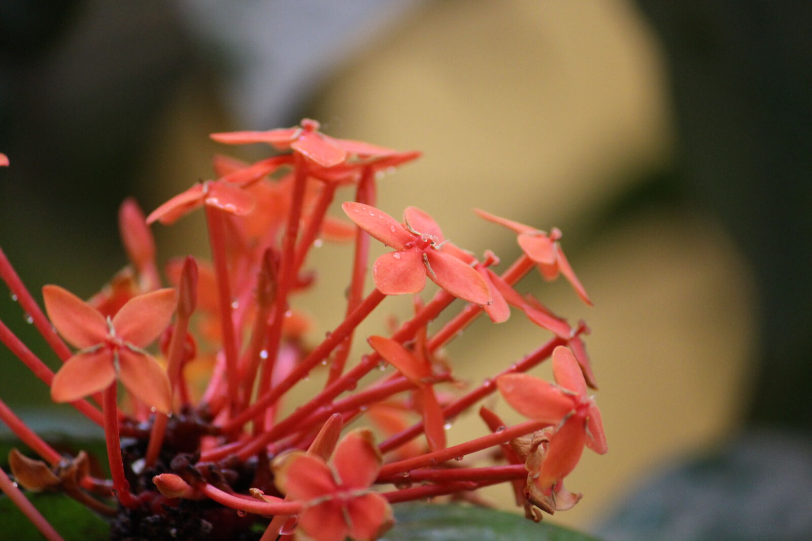Canon EOS 700D (EOS Rebel T5i / EOS Kiss X7i) sample photo. B4bharani, flower, macro, red photography