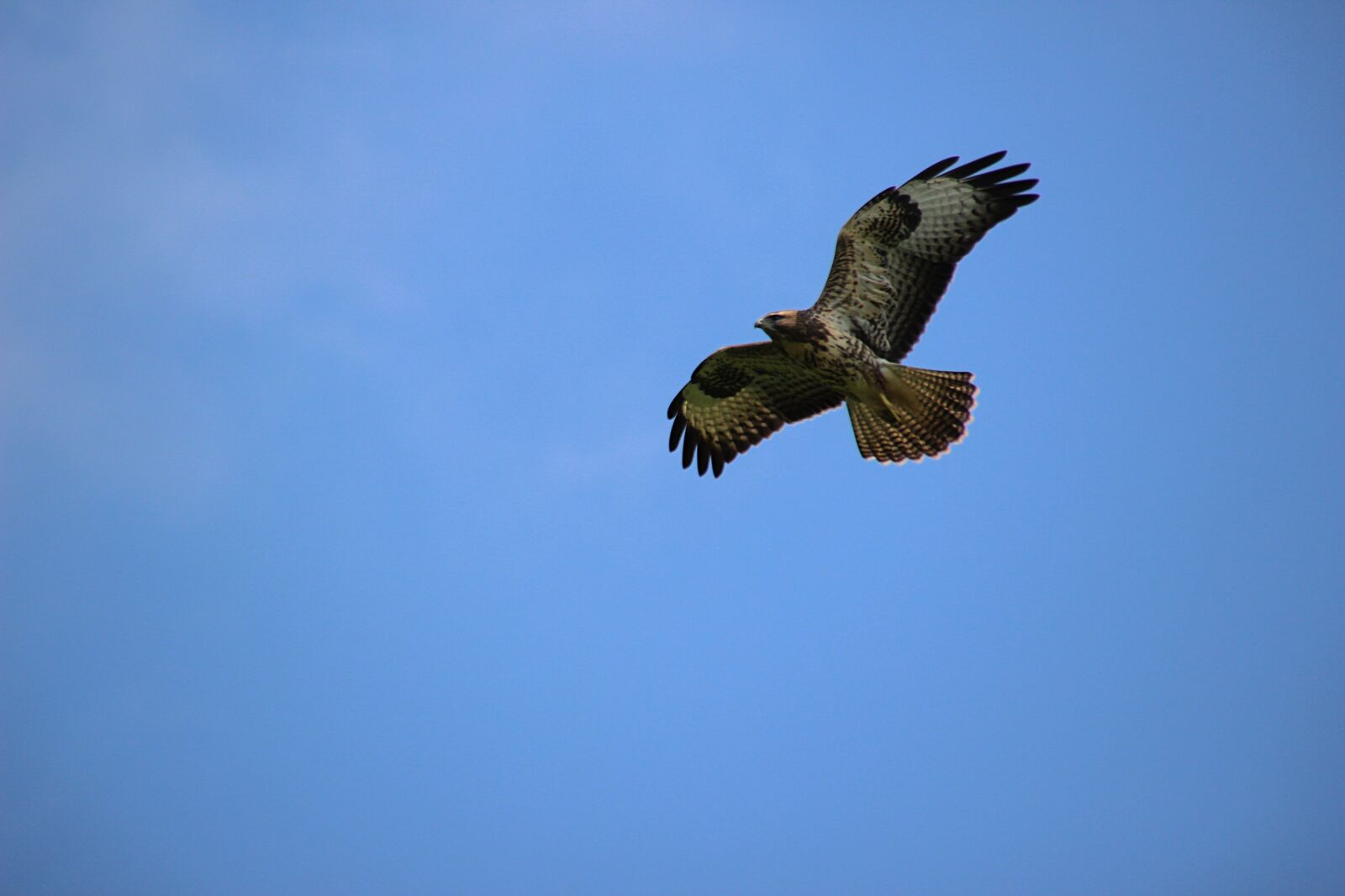 Canon EOS 600D (Rebel EOS T3i / EOS Kiss X5) sample photo. Common buzzard, bird of photography