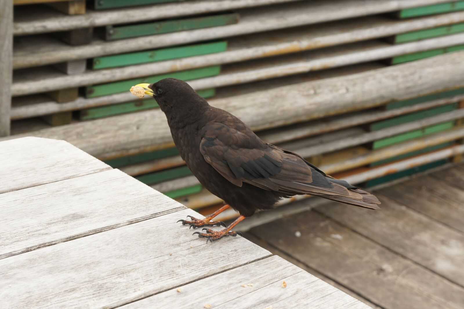 Sony Alpha NEX-5 sample photo. Bergdohle, bird, feather photography