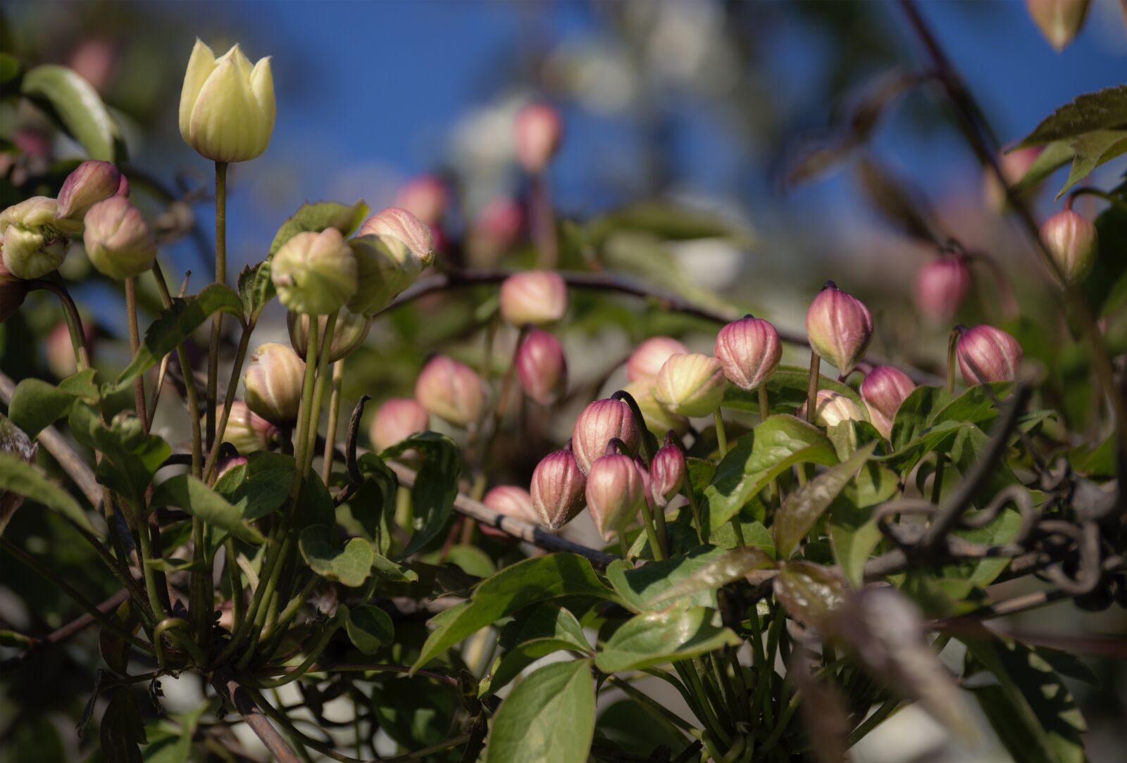 Nikon D3200 sample photo. Flowers, nature, spring photography