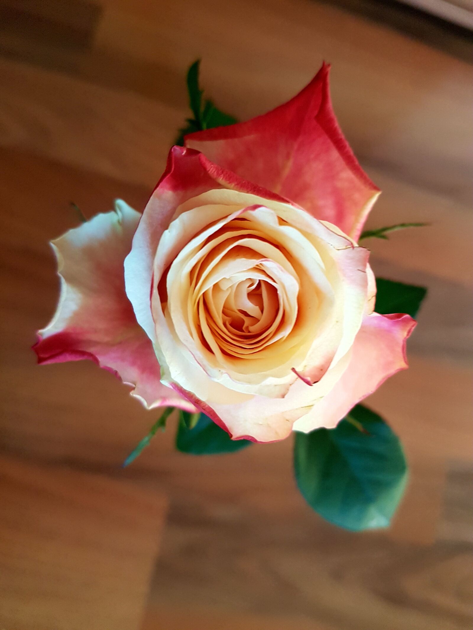 Samsung Galaxy S7 sample photo. Flower, rose, petal photography