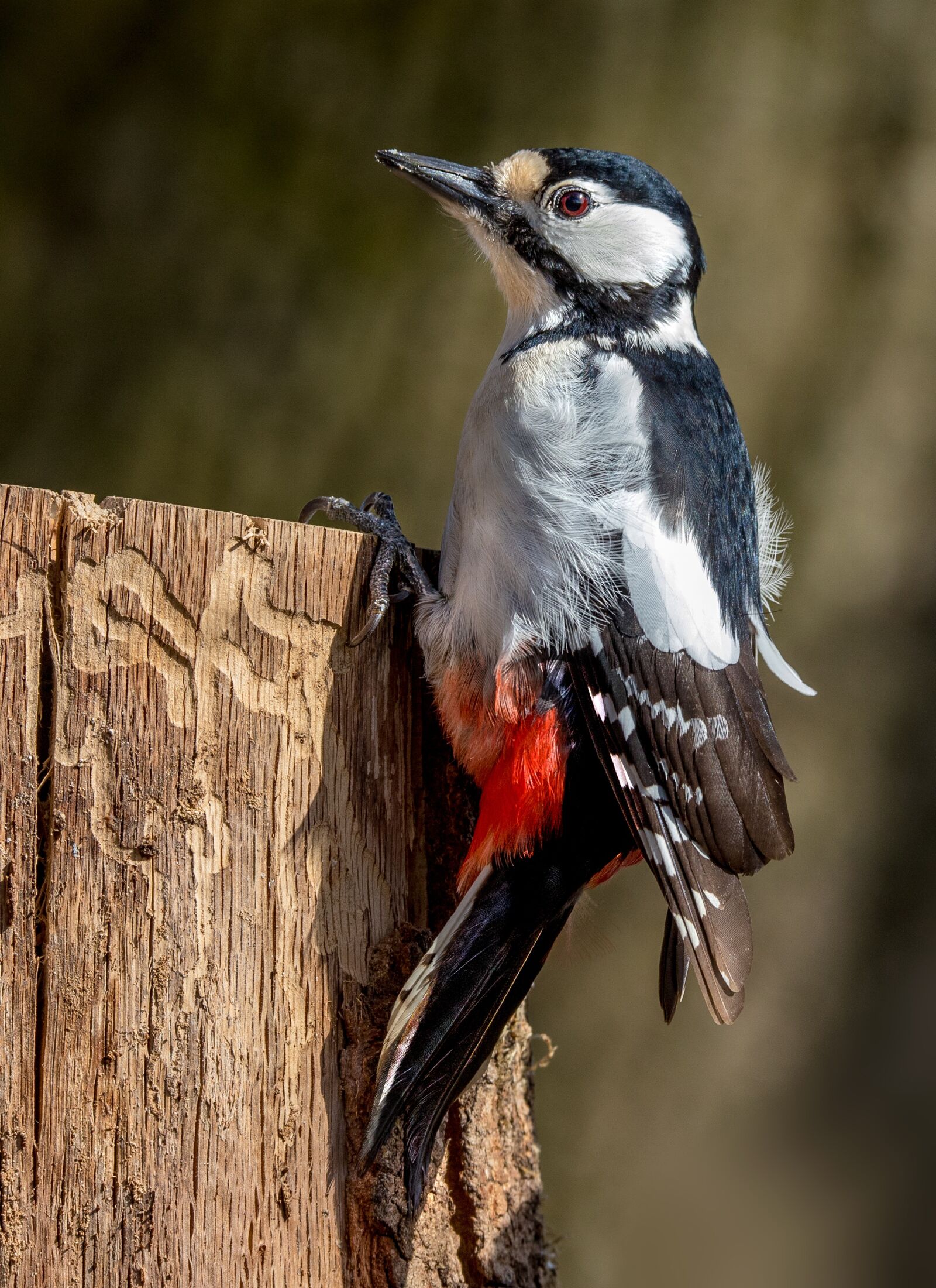 Canon EOS 6D Mark II sample photo. Bird, woodpecker, animal photography