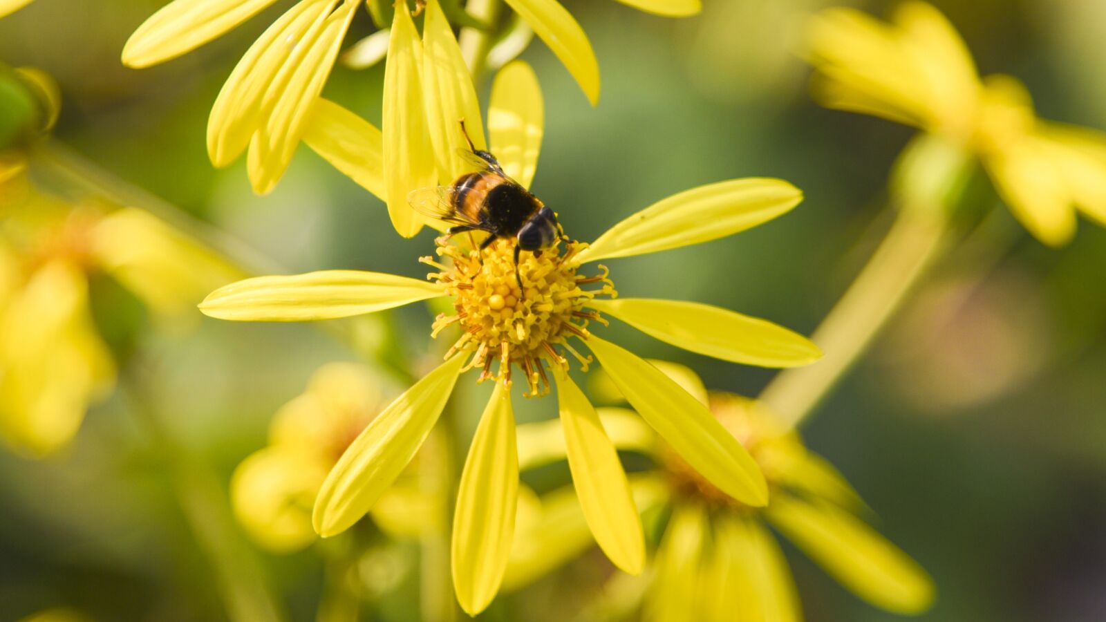 Nikon D750 sample photo. Bee, animal, flowers photography