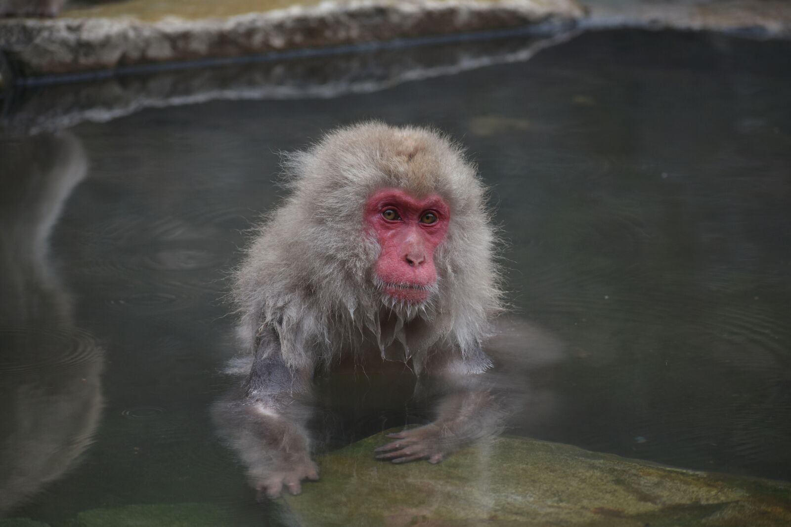 Nikon D7200 sample photo. Animal, monkey, baby japanese photography