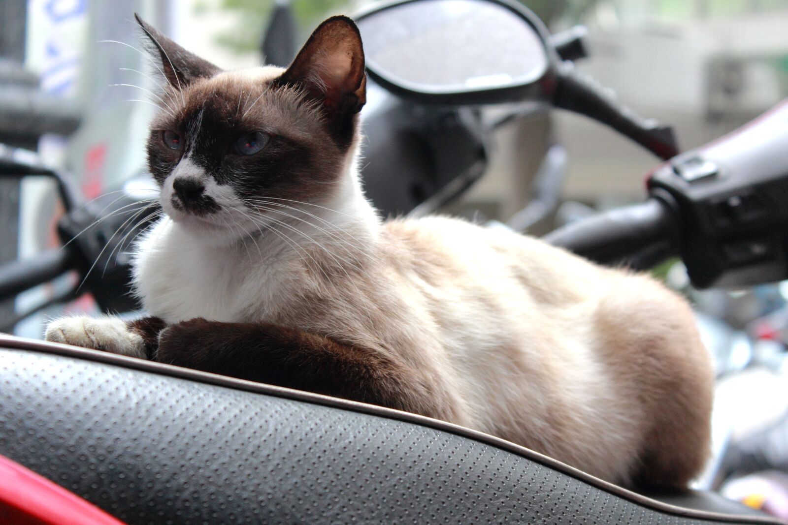 Canon EOS 600D (Rebel EOS T3i / EOS Kiss X5) sample photo. Cat, sit, wildlife photography