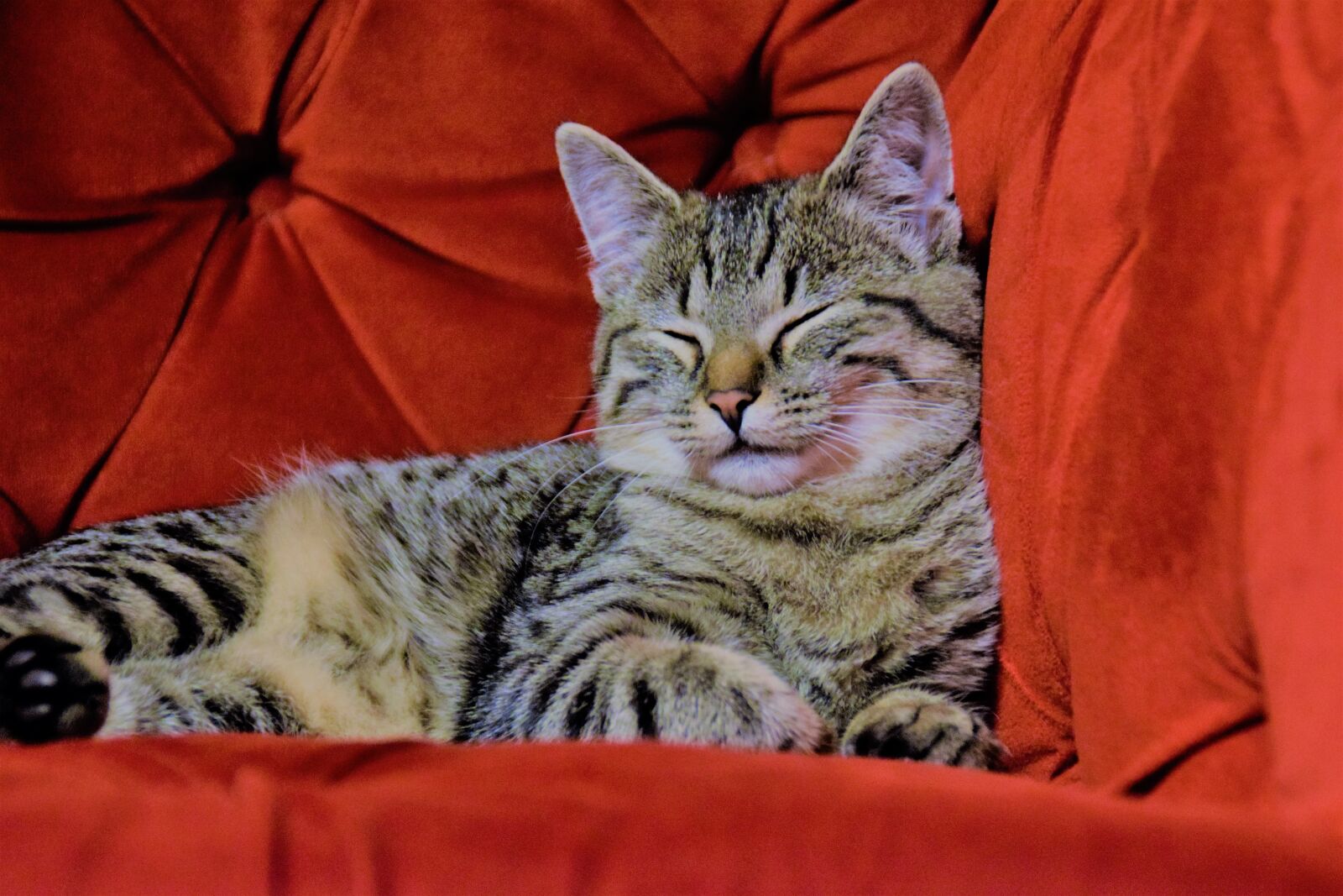 Nikon D5300 sample photo. Cat, red chair, tv photography