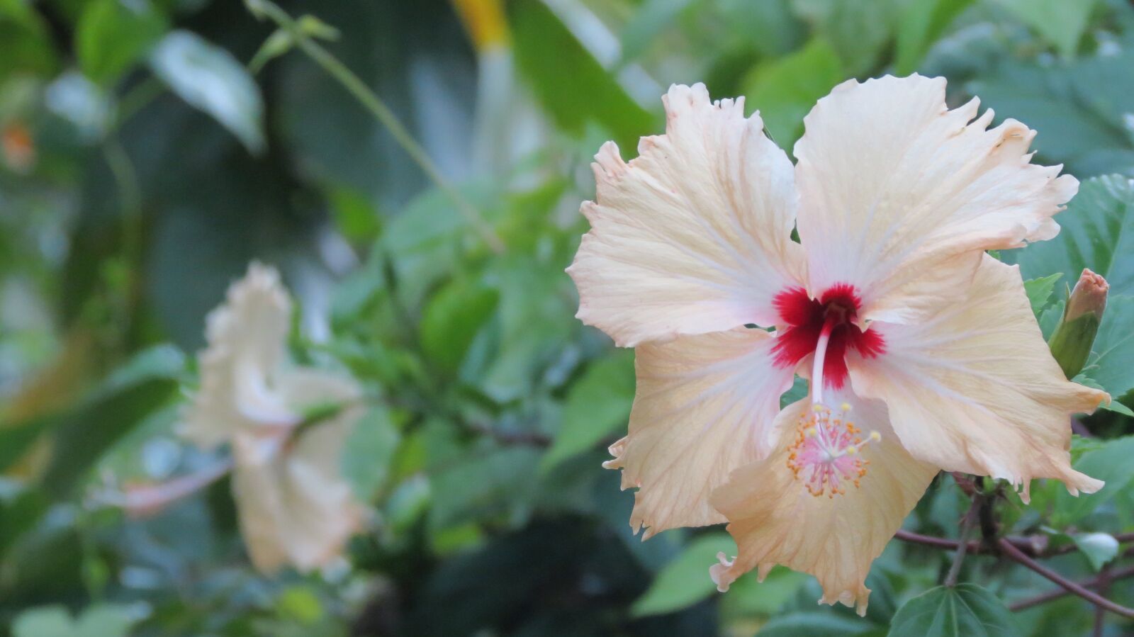Canon PowerShot SX40 HS sample photo. Flowers, nature, blossom photography