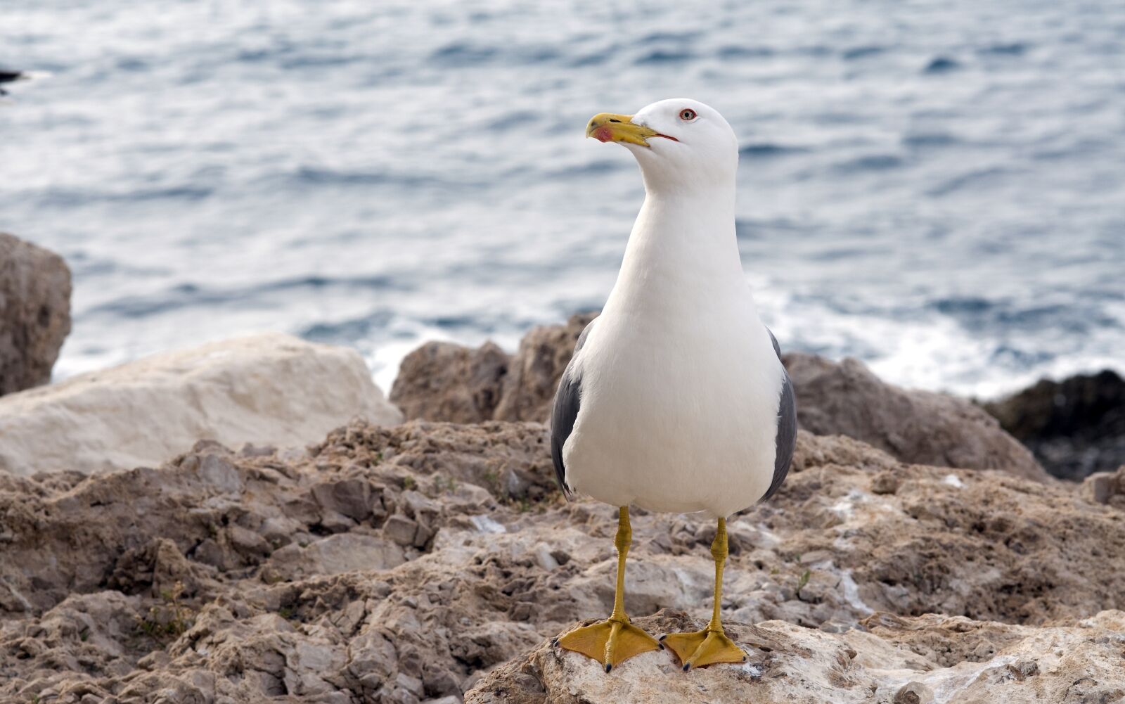 Nikon D300 sample photo. Seagull, gull, water photography