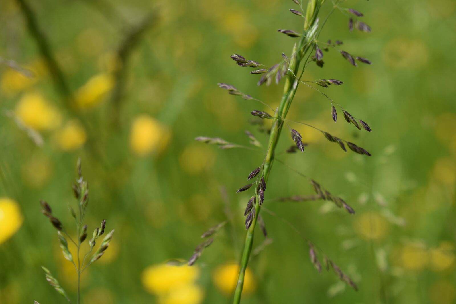 Nikon D3300 sample photo. Grass, seeds, blossom photography