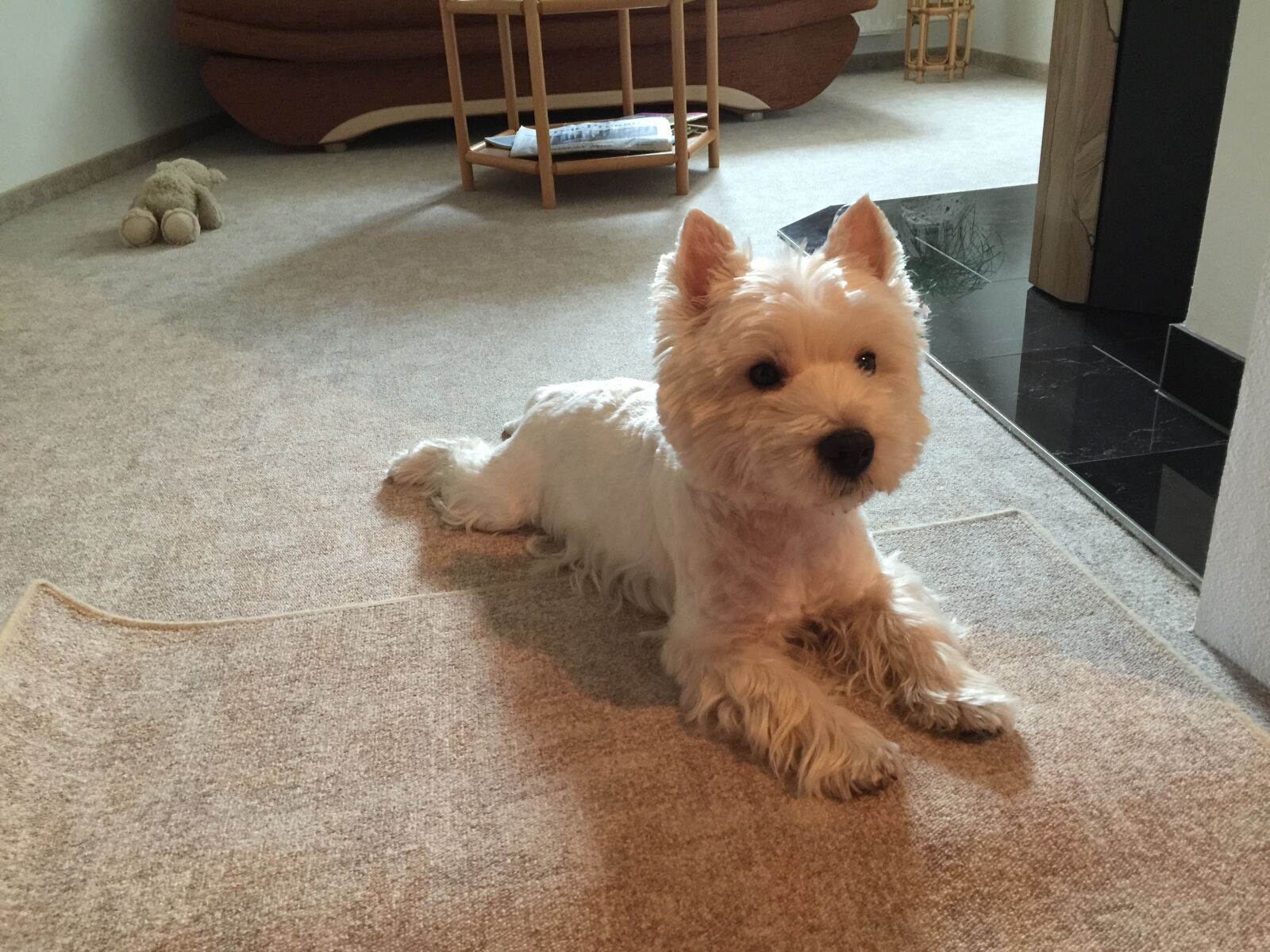 Apple iPhone 6 Plus sample photo. West highland white terrier photography