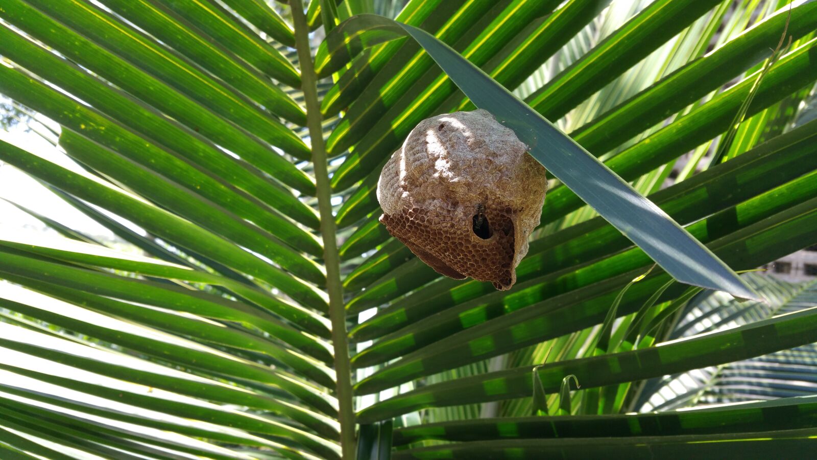 Samsung Galaxy Note4 sample photo. Bee hive, nest, bee photography