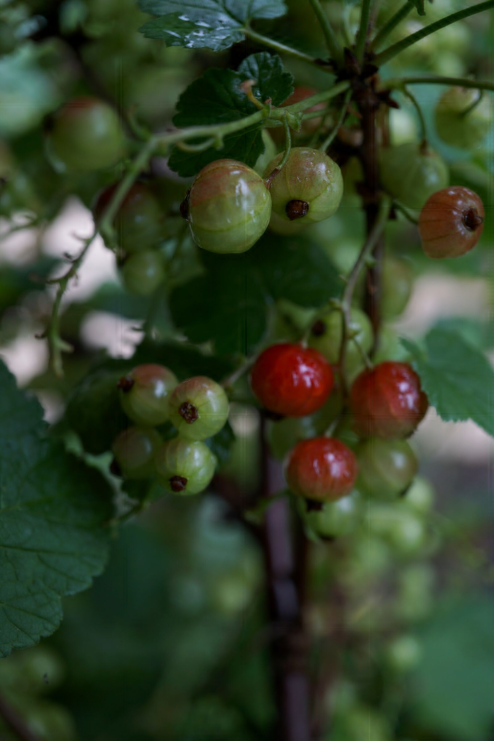 Sony a6000 sample photo. Currant, fruit, nature photography