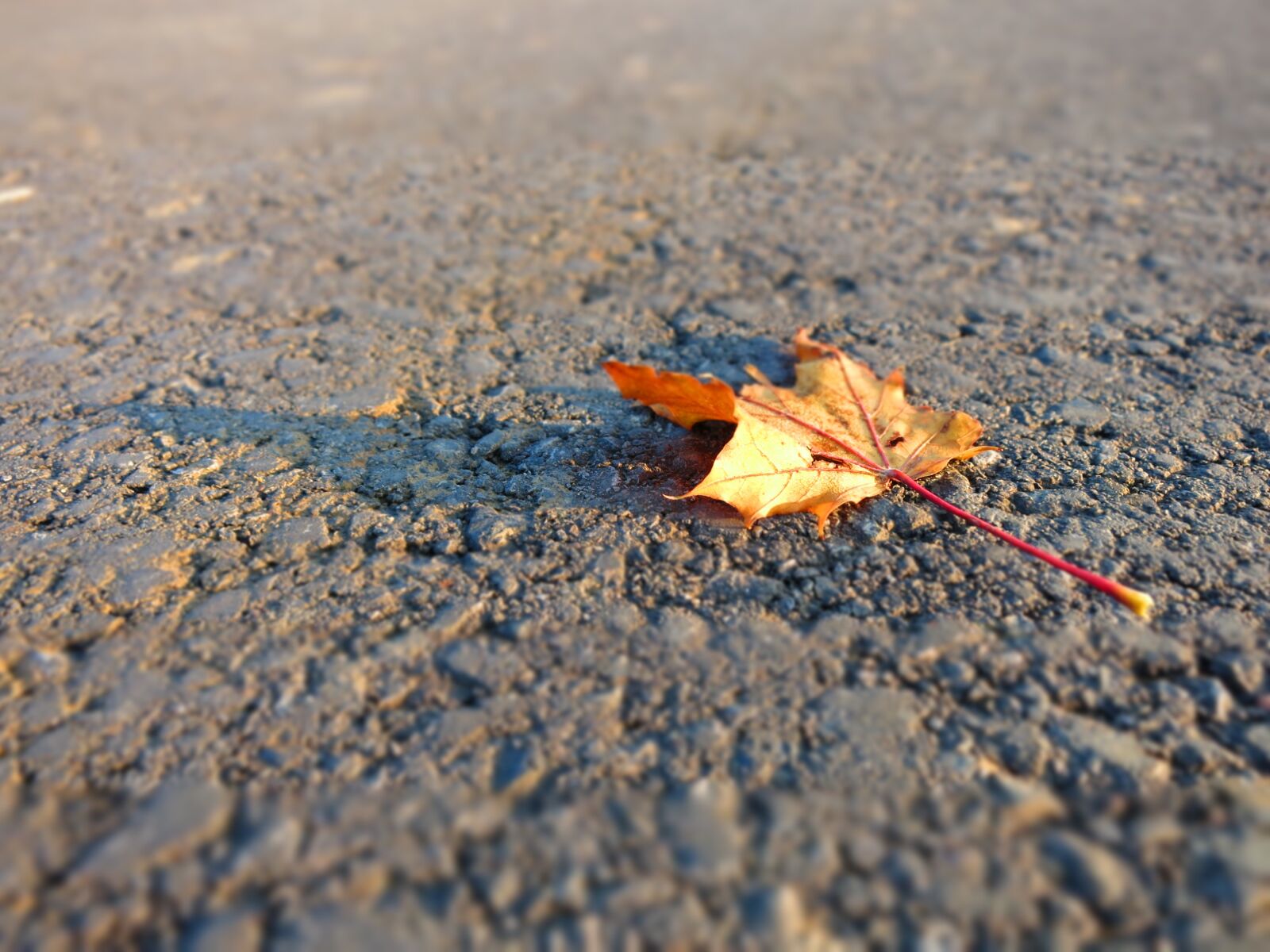 Canon PowerShot S110 sample photo. Leaf, autumn, leaves photography