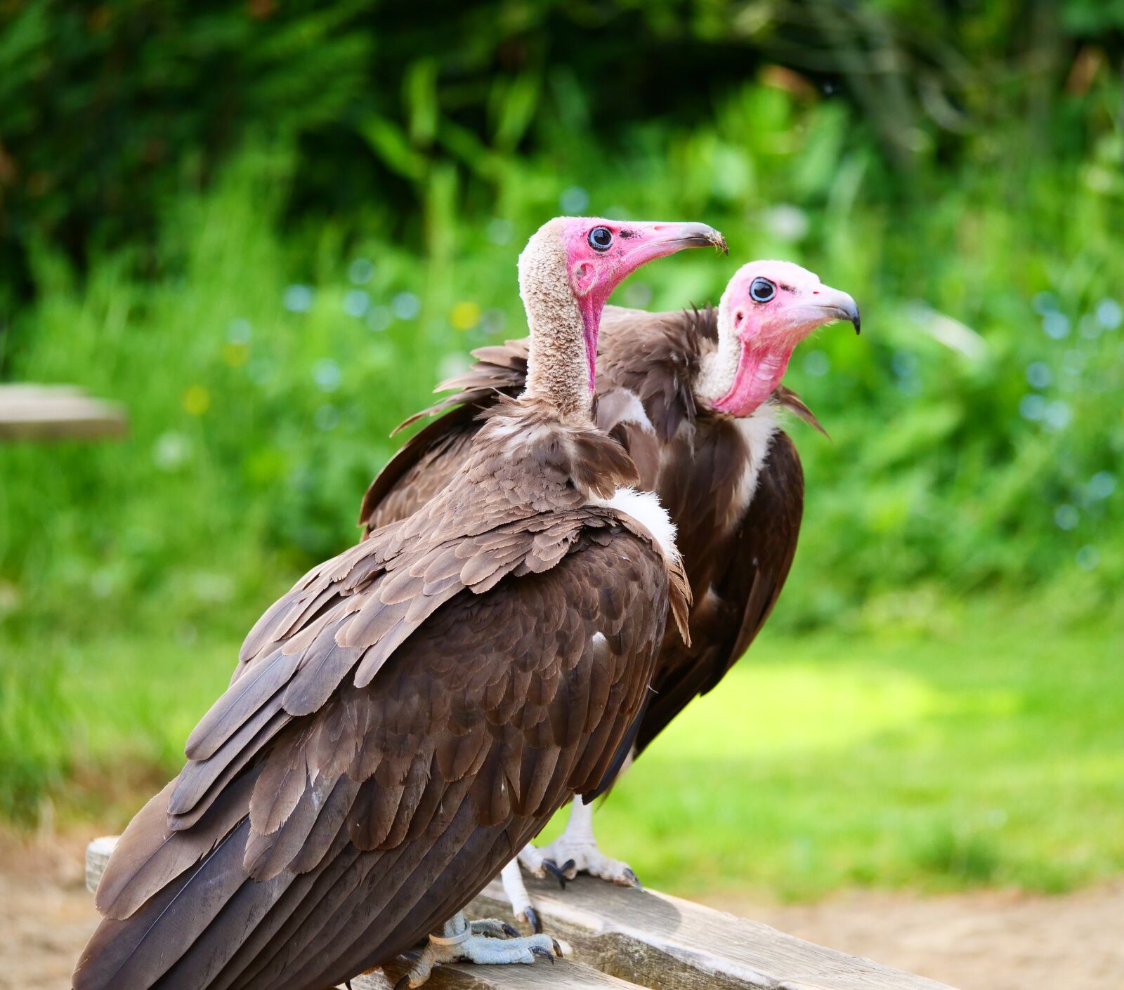Panasonic Lumix DC-G9 sample photo. Vultures, hooded vultures, bird photography