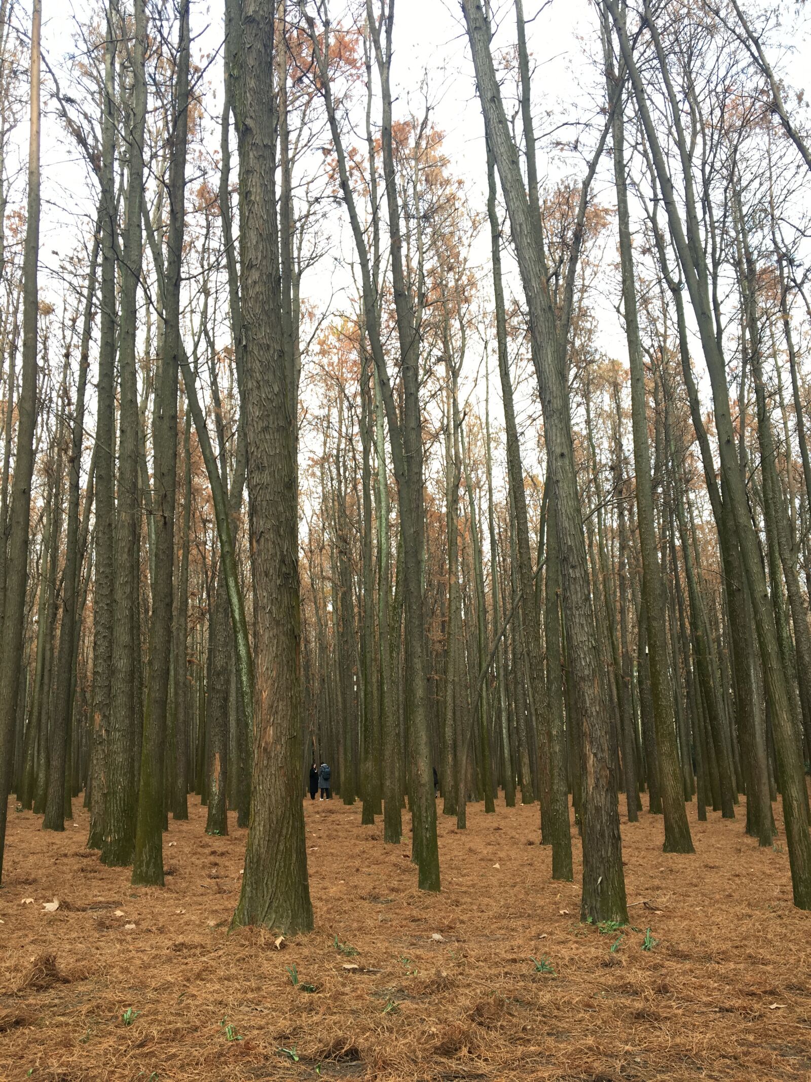 Apple iPhone 6s sample photo. Autumn, accompanied by, independent photography