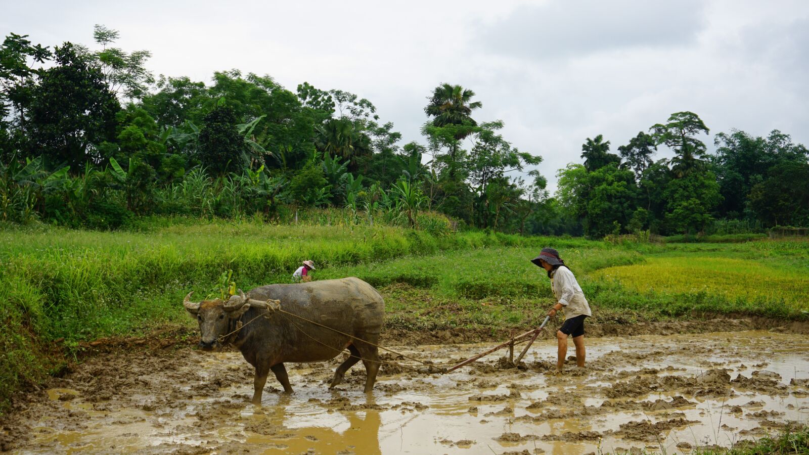 Sony a6000 sample photo. Farmer, plowing buffalo, buffaloes photography