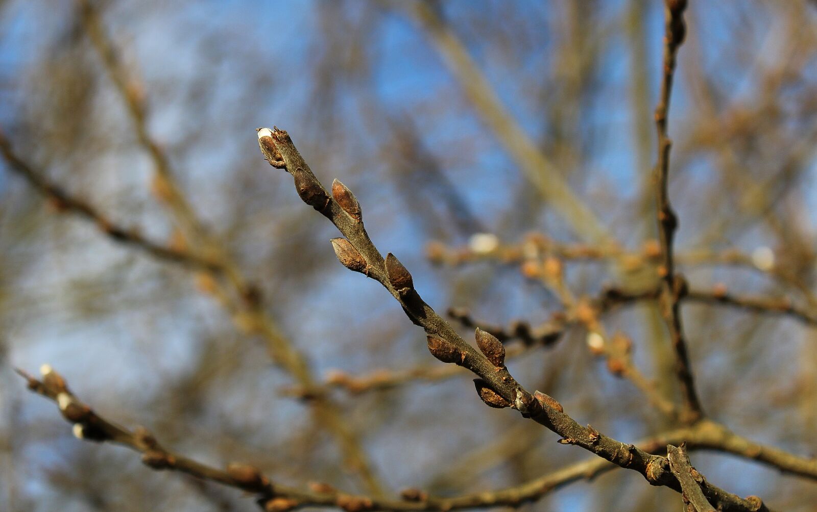 Canon EOS 1200D (EOS Rebel T5 / EOS Kiss X70 / EOS Hi) sample photo. Studjo, yavor, miastko photography