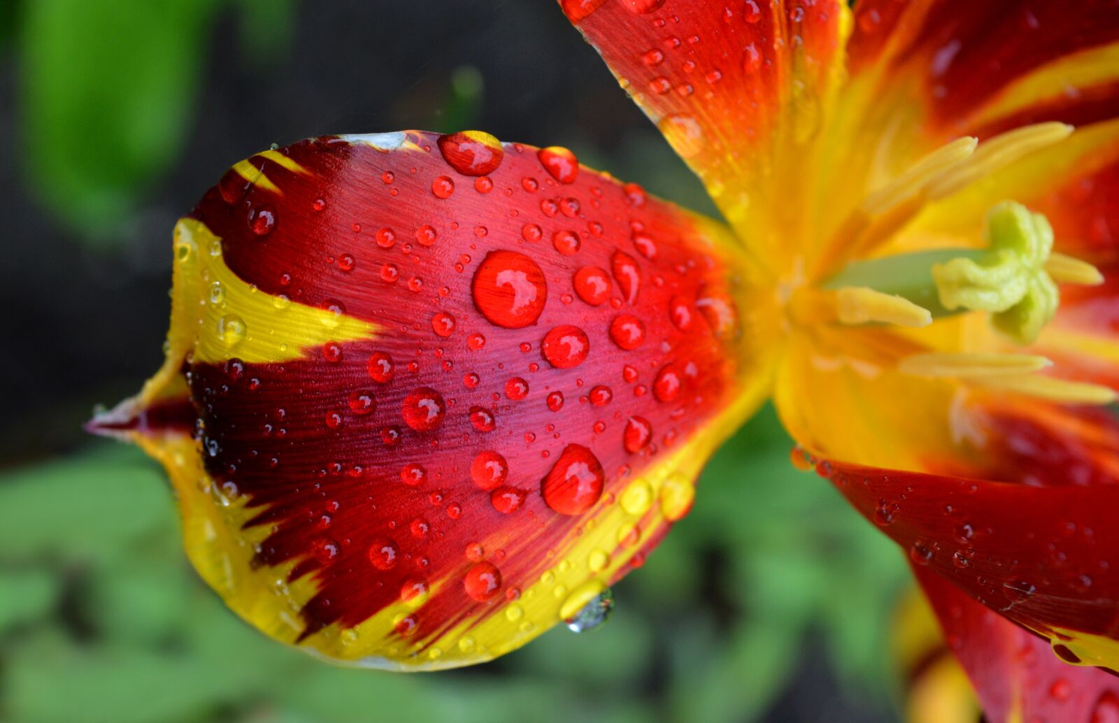 Nikon D3200 sample photo. Tulip, tulpenbluete, flower photography