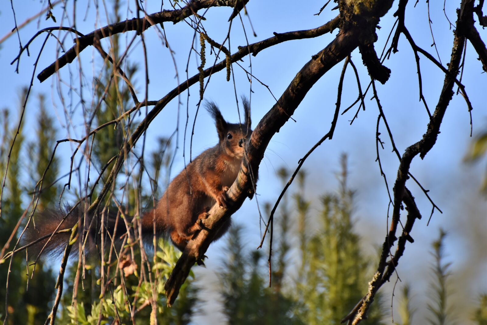 Nikon D7200 sample photo. Squirrel, verifiable kitten, rodent photography