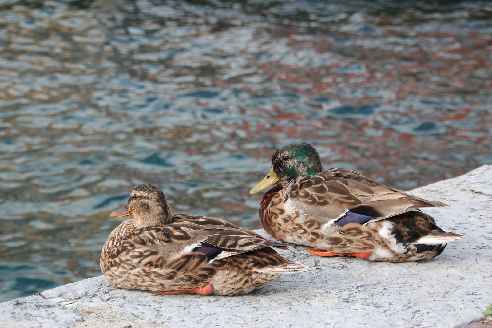 Canon EOS 600D (Rebel EOS T3i / EOS Kiss X5) sample photo. Ducks, two, water photography