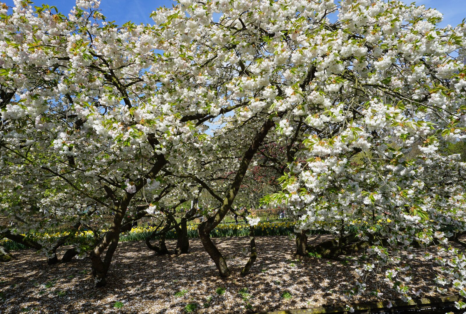 Sony a5100 sample photo. Tree, flowers, spring photography