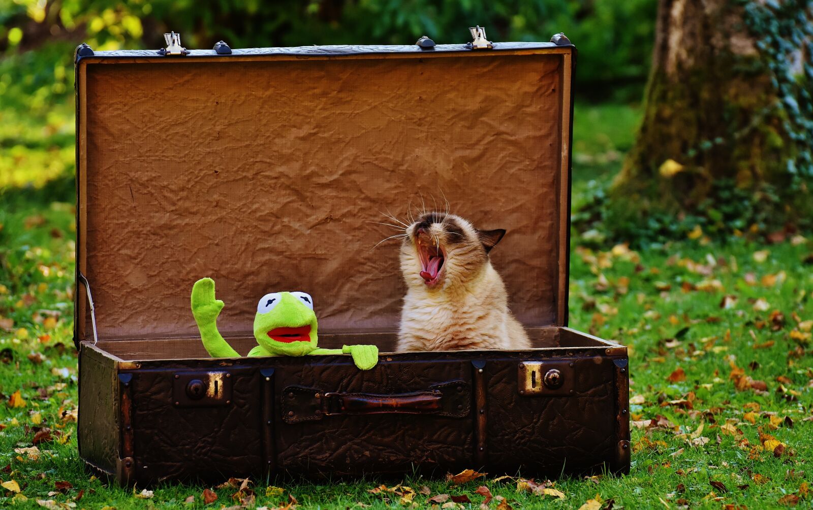 Nikon D7200 sample photo. Kermit, luggage, antique photography