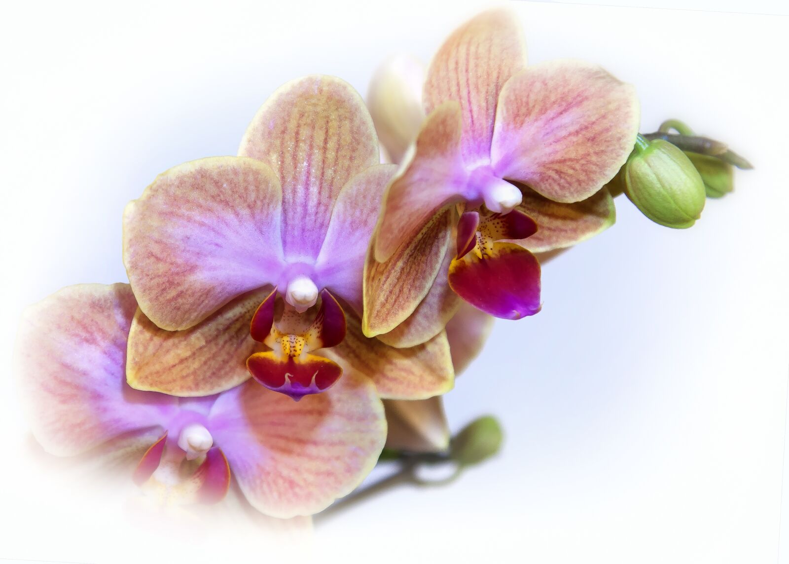 Canon EOS 50D + Canon EF 24-105mm F4L IS USM sample photo. Phalaenopsis, orchid, blossom photography