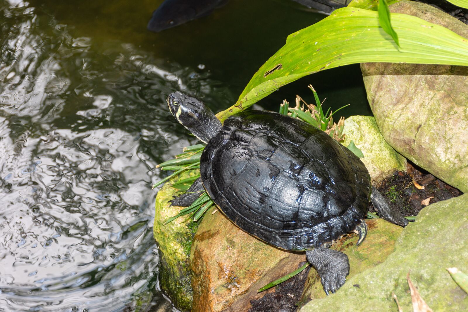 Nikon D7200 sample photo. Turtle, reptile, reptiles photography