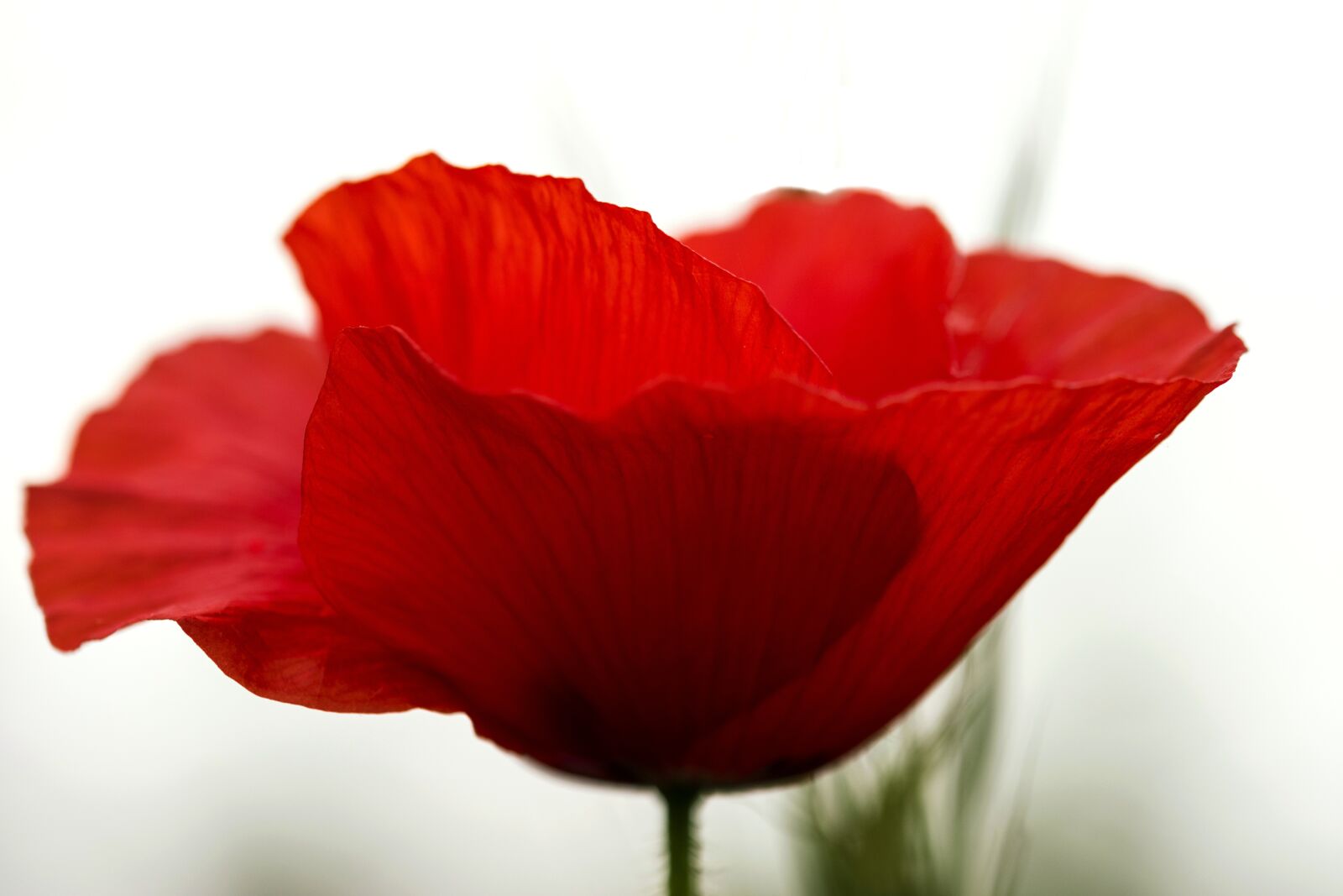 Nikon D7200 sample photo. Poppy, summer, nature photography
